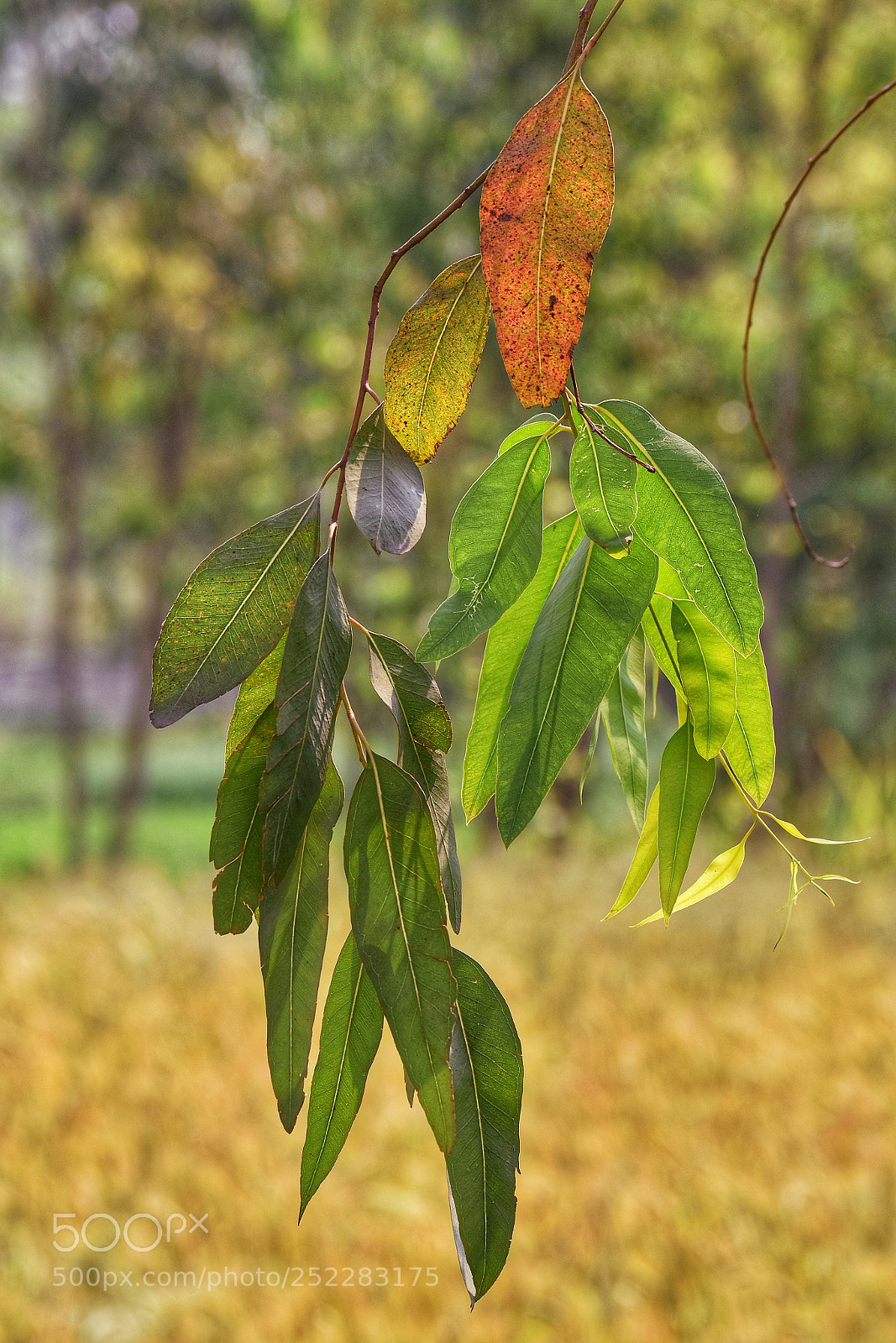 Nikon D5500 sample photo. Eucalyptus photography