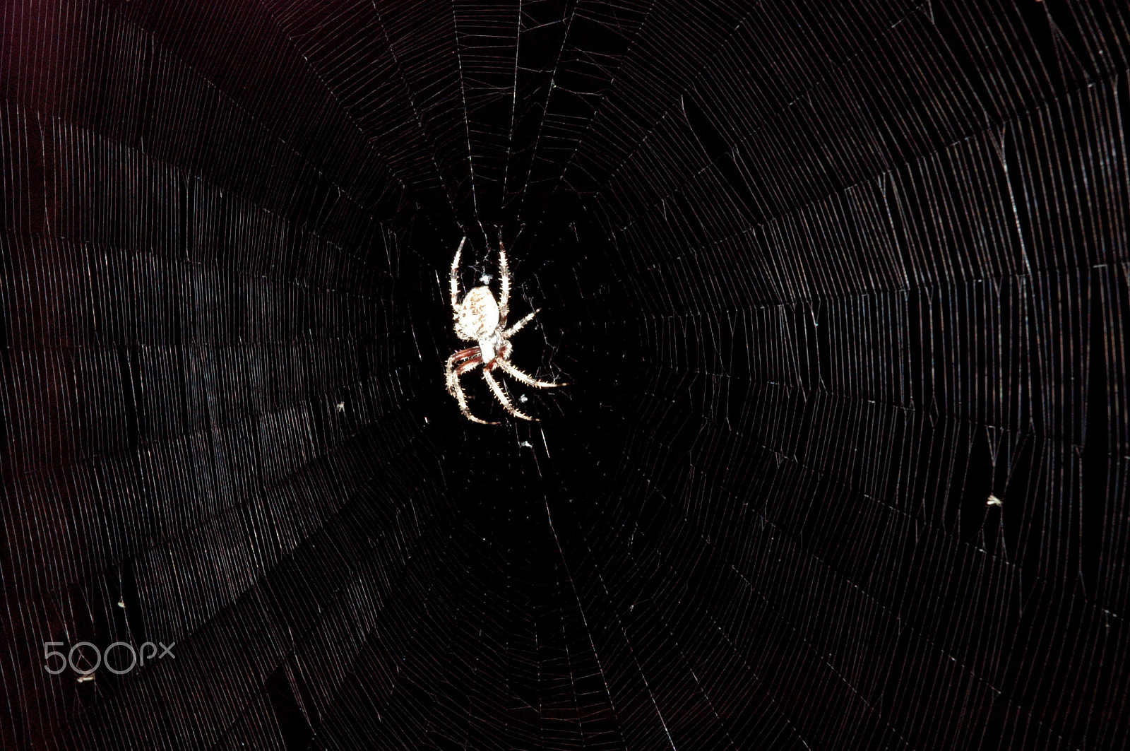 Nikon D70 sample photo. Little spider giant web photography