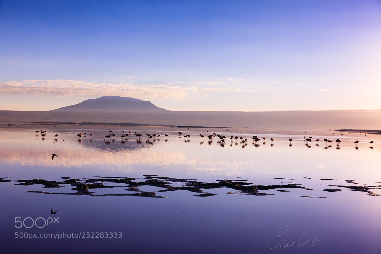 Canon EOS 5D Mark IV sample photo. Flamingo in red lake photography