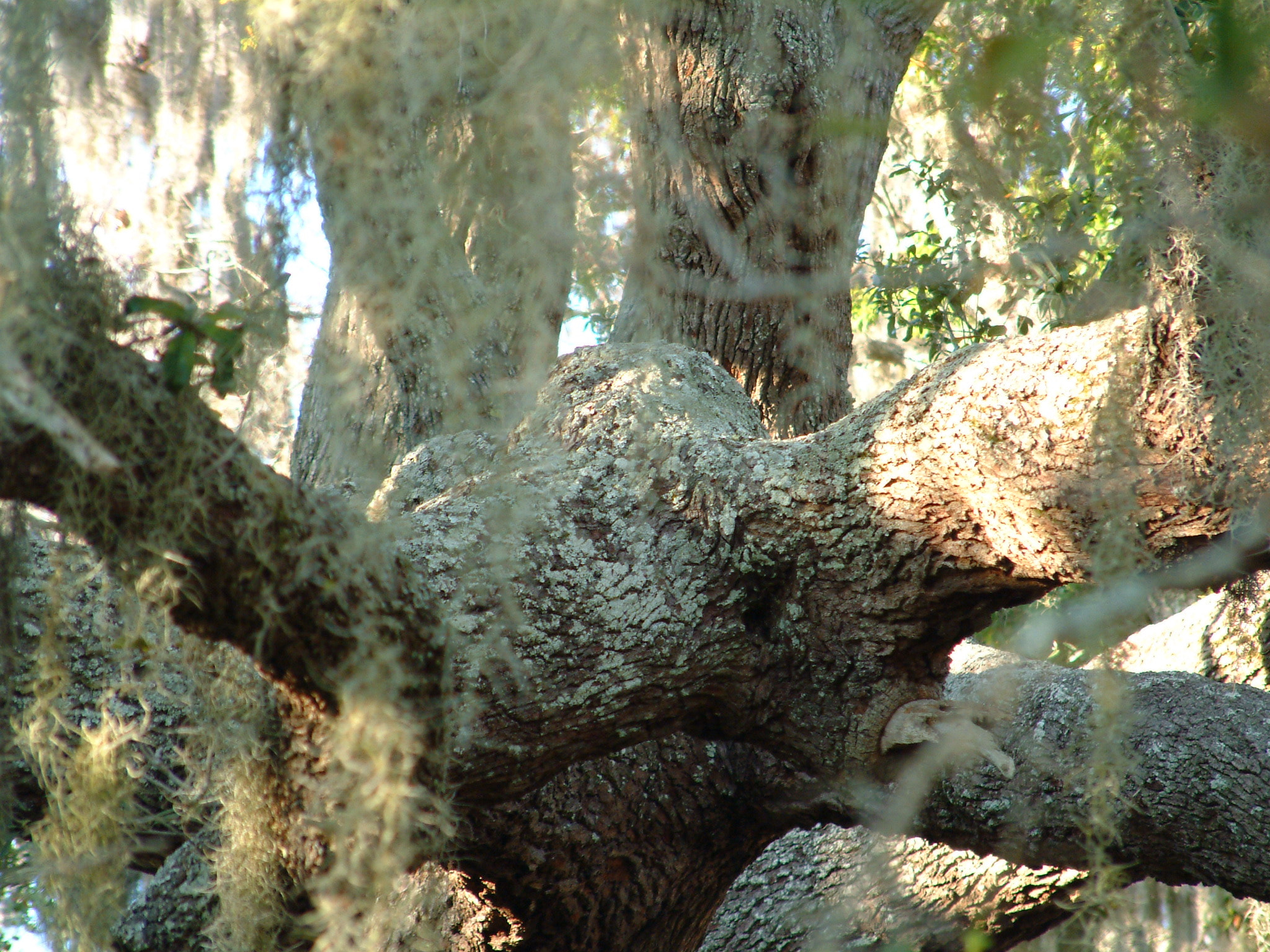 Fujifilm FinePix6900ZOOM sample photo. Embattled tree photography