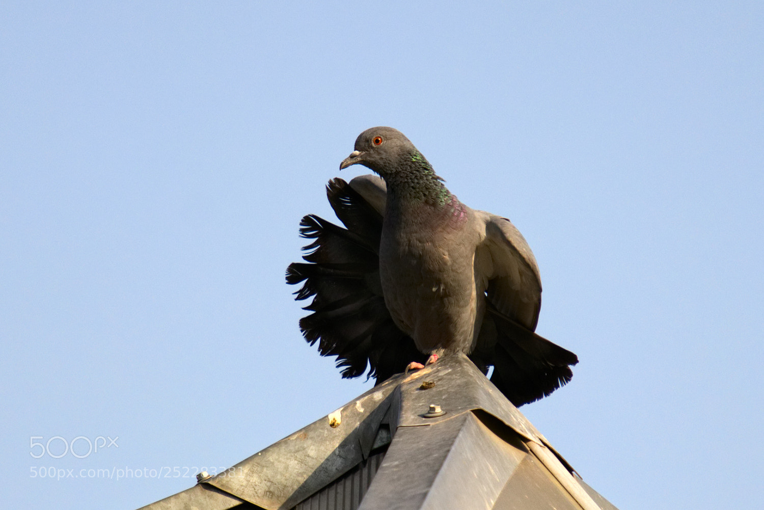 Canon EOS 80D sample photo. Rock dove photography