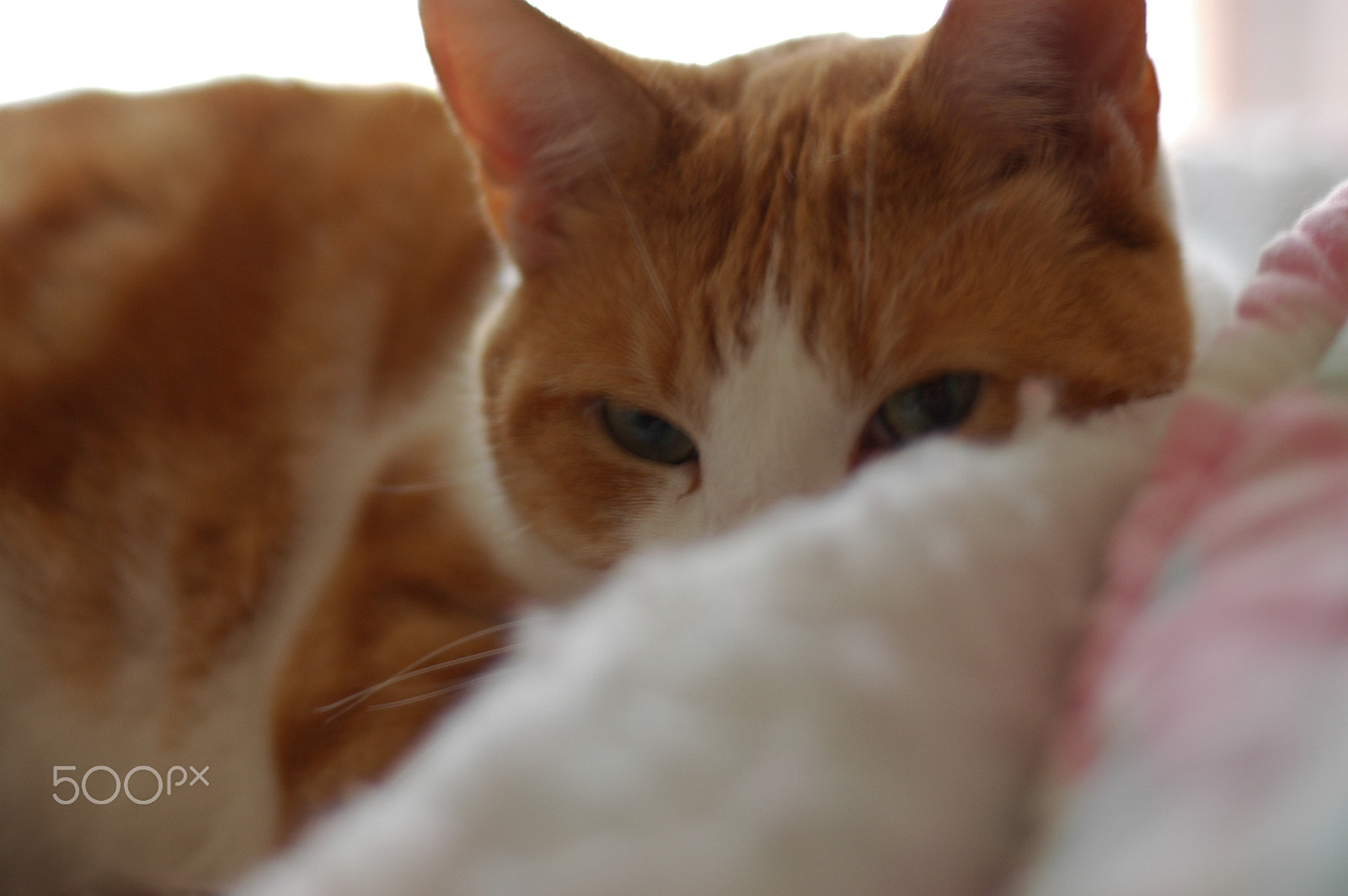 Nikon D70 sample photo. Mischievous kitty photography