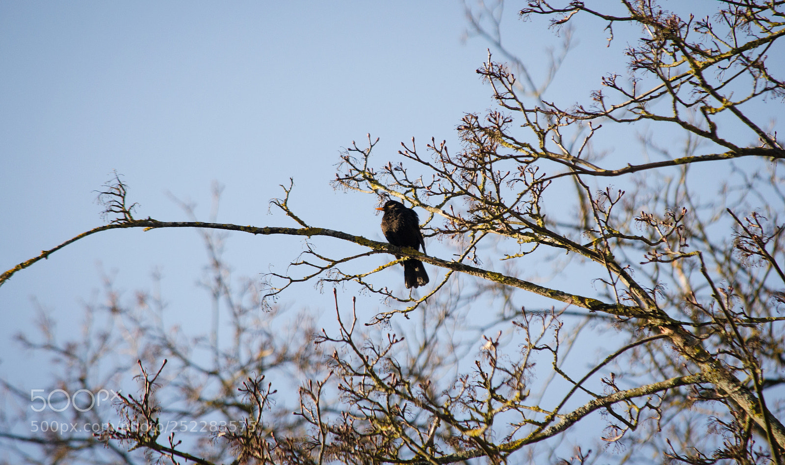 Nikon D5100 sample photo. Sitting bird on the photography