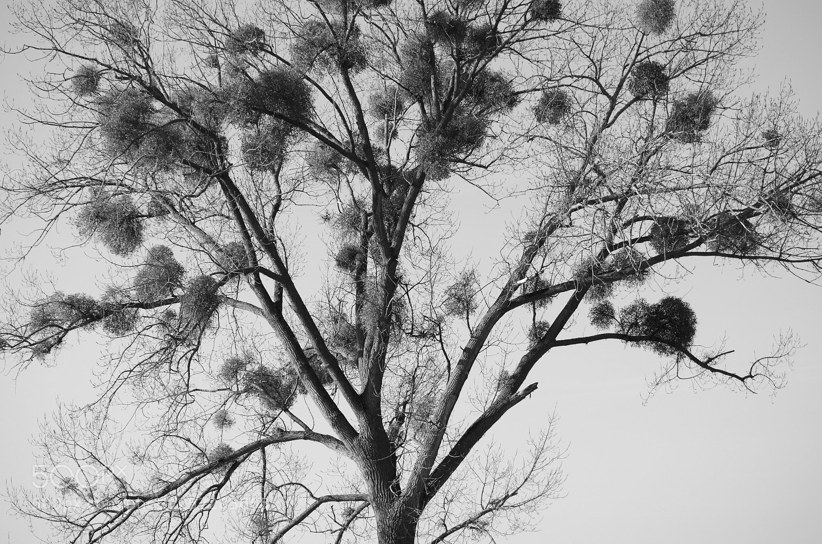 Nikon D5100 sample photo. Tree silhouette closeup in photography