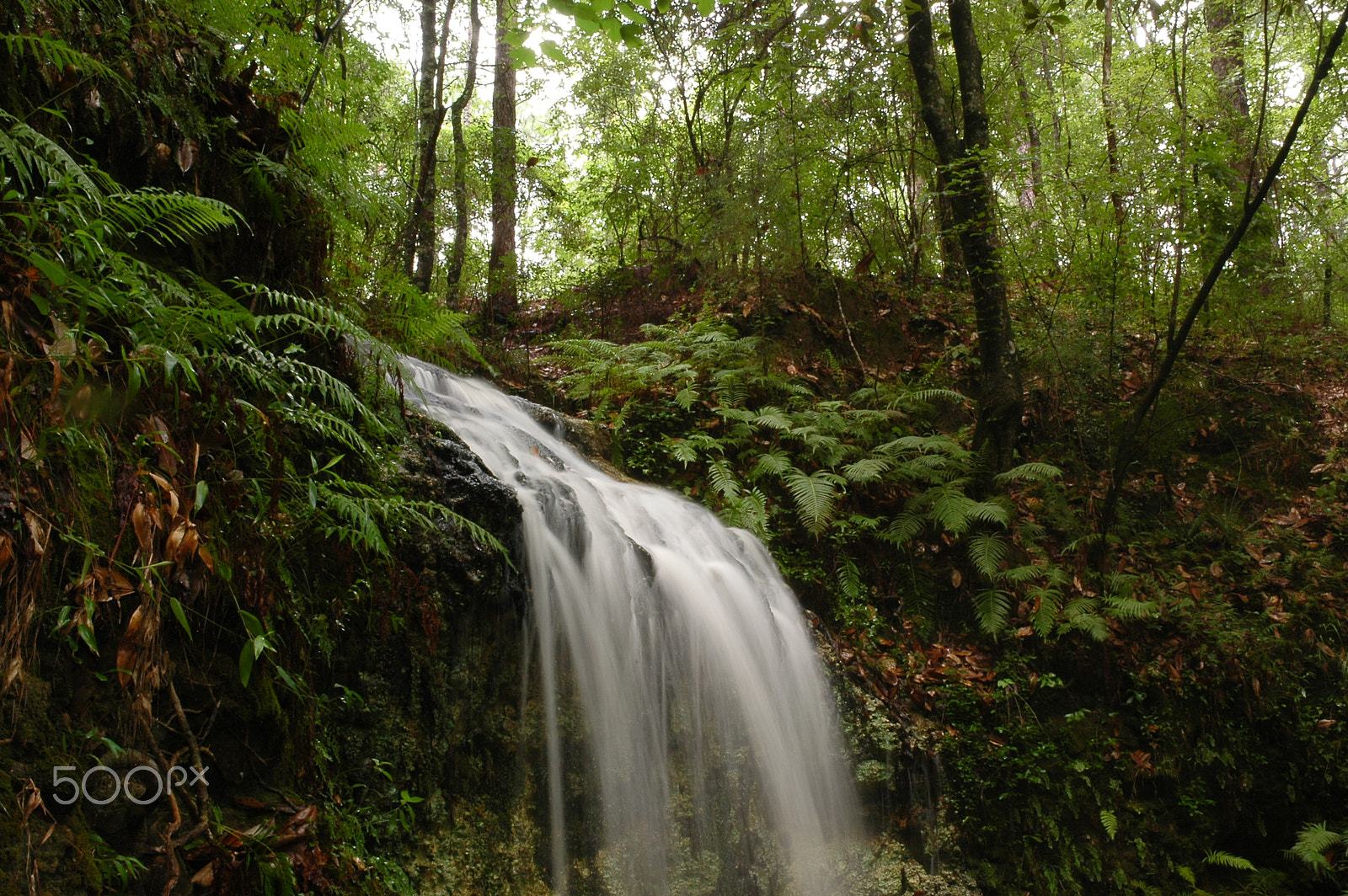 Nikon D70 sample photo. The flowing stream photography