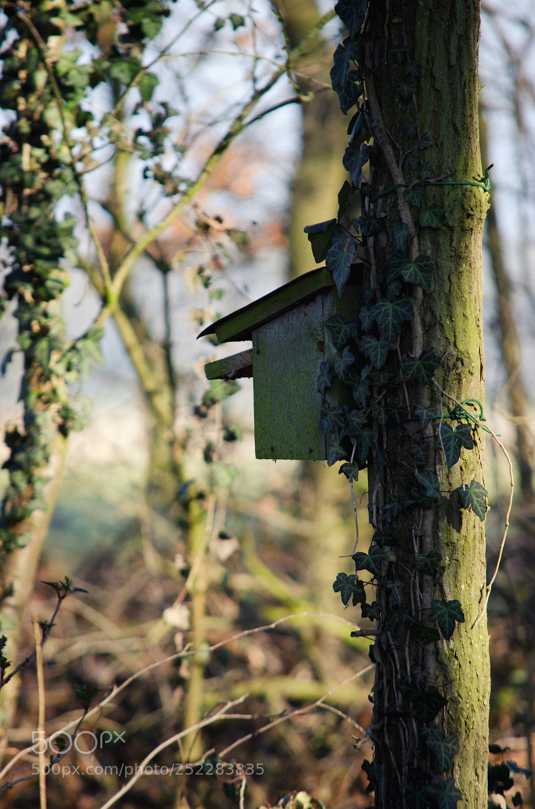 Nikon D5100 sample photo. Birdhouse in the forest photography