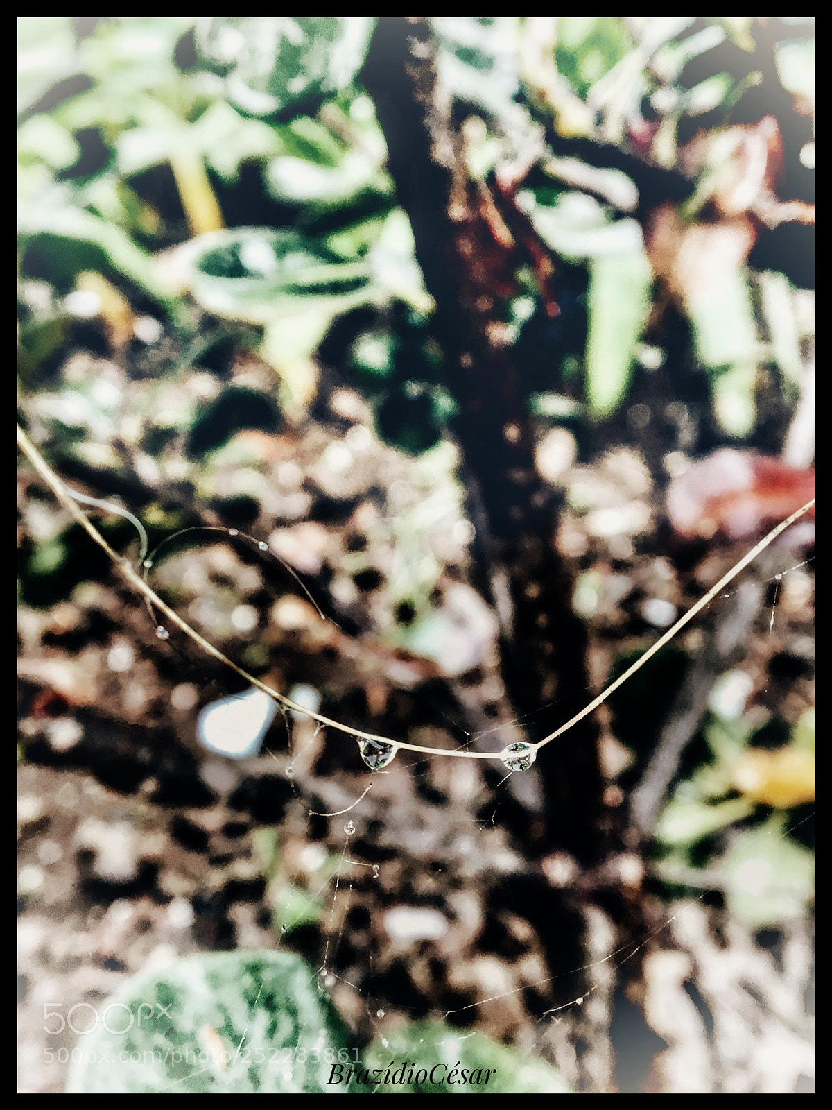 Apple iPhone 6s sample photo. Untitled photography
