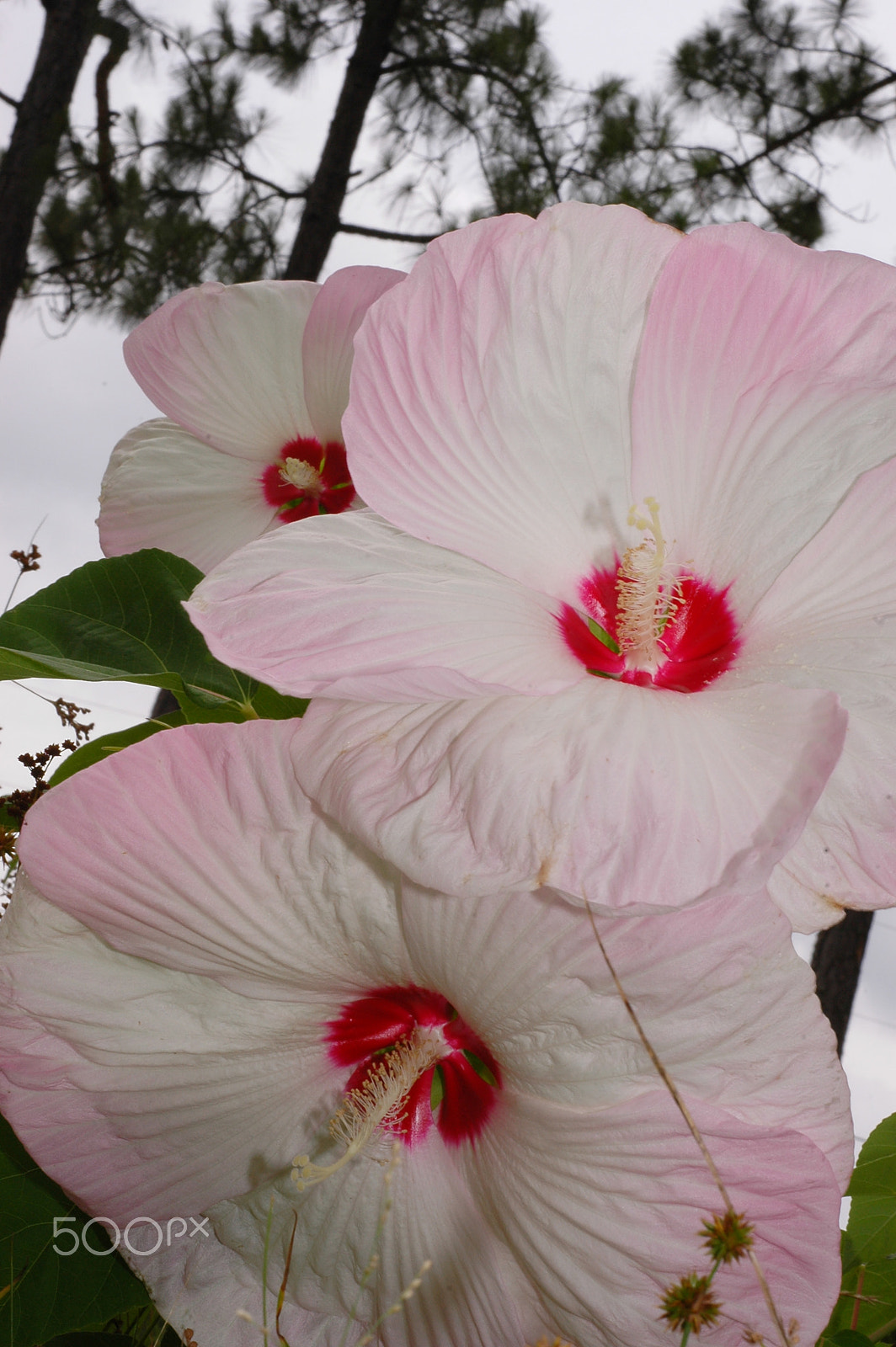 Nikon D70 sample photo. Stunning blooms in the summer photography