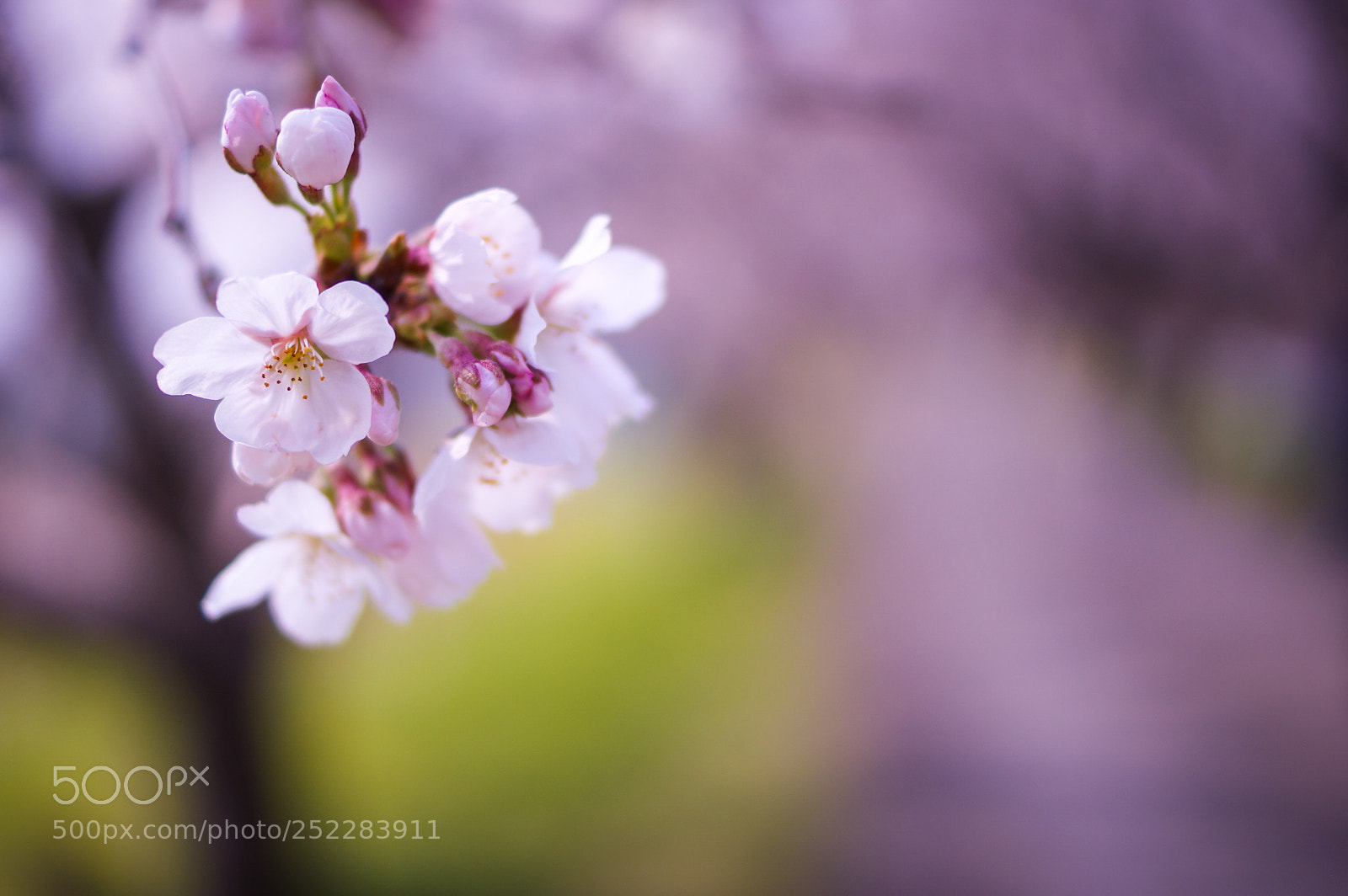 Sony SLT-A77 sample photo. Sakura photography