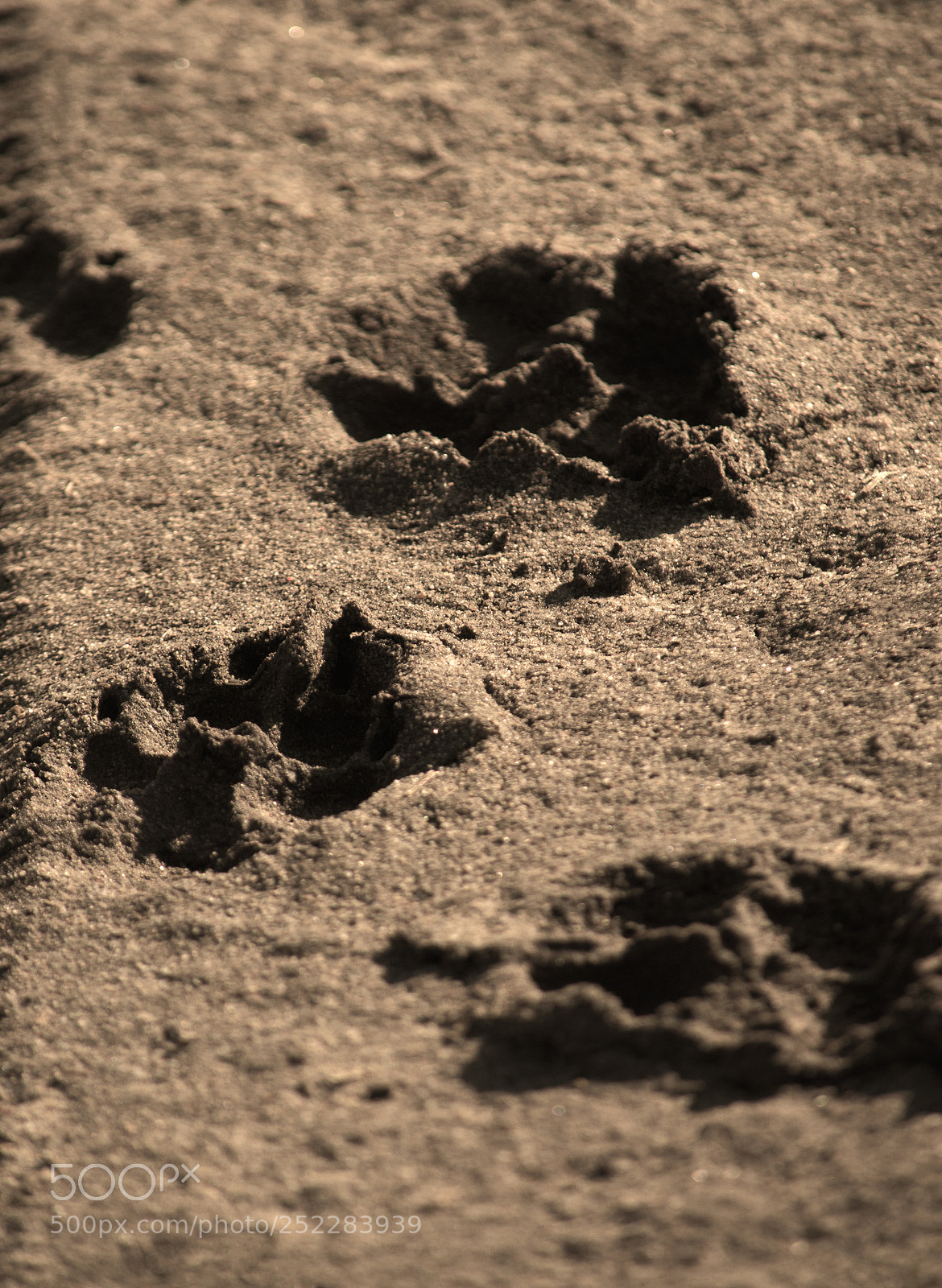 Nikon D5100 sample photo. Dog paw imprints in photography