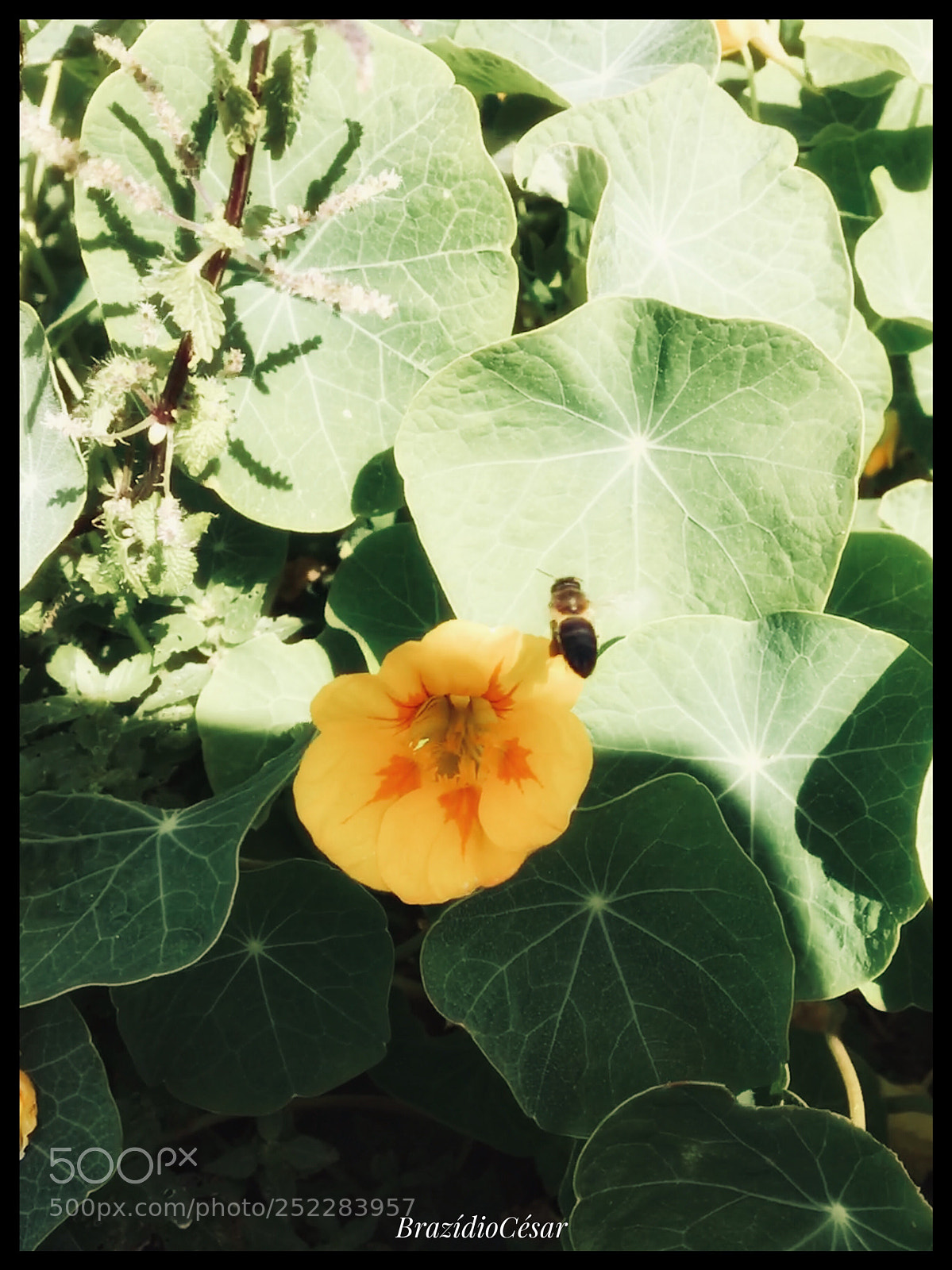 Apple iPhone 6s sample photo. Untitled photography