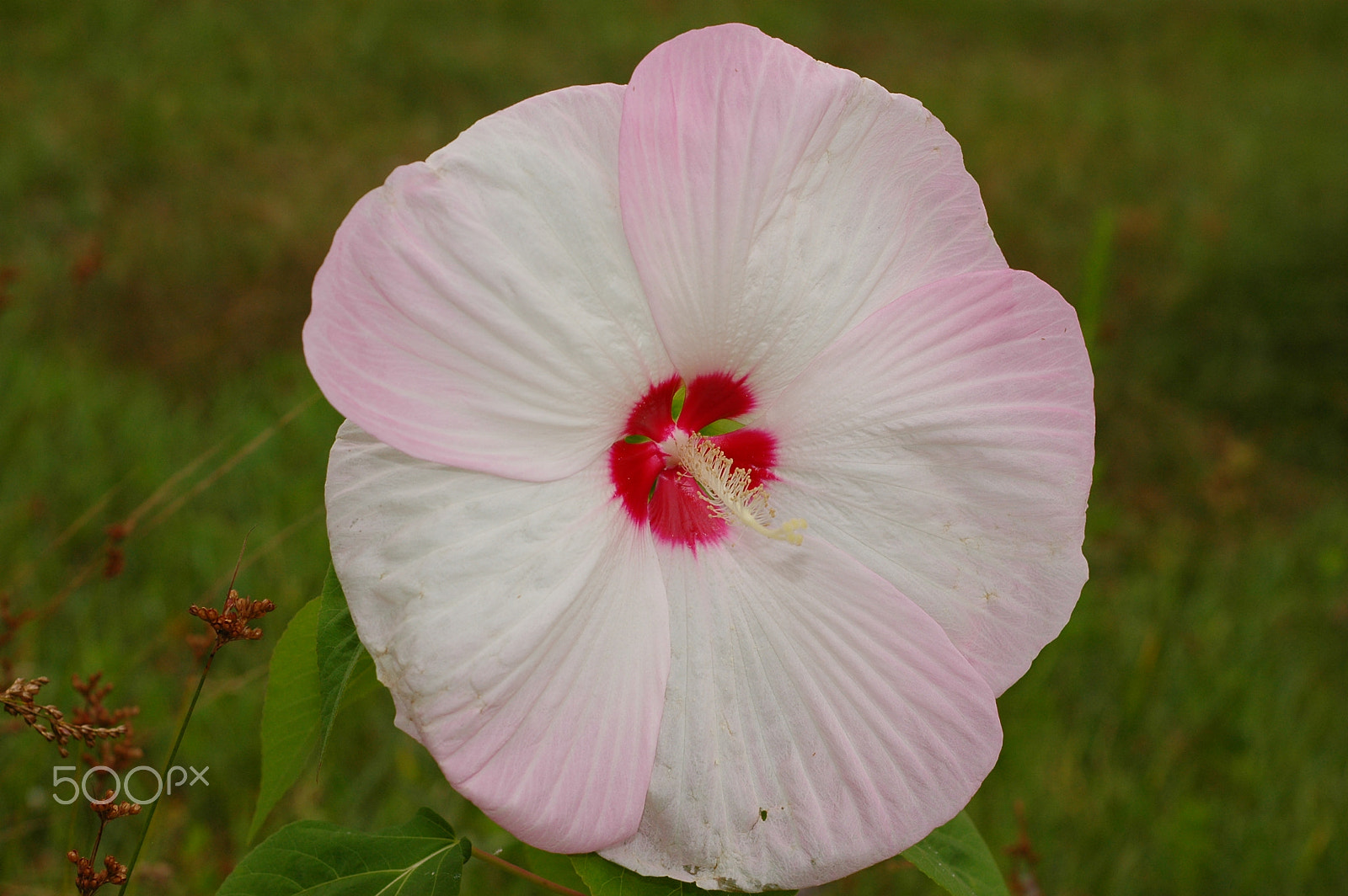 Nikon D70 sample photo. Hi i am a hibiscus! photography