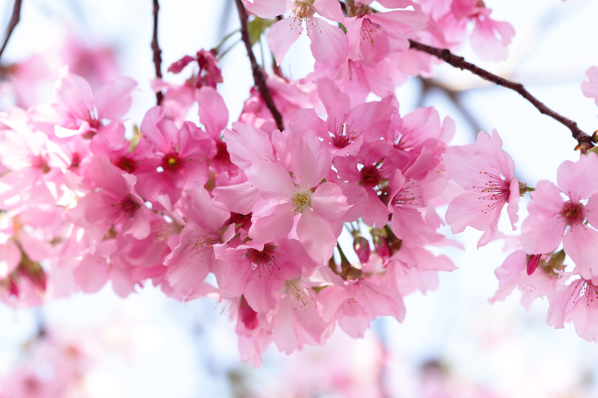 Canon EF 100mm F2.8L Macro IS USM sample photo. Img_3971m romance of spring. 春爛漫. photography