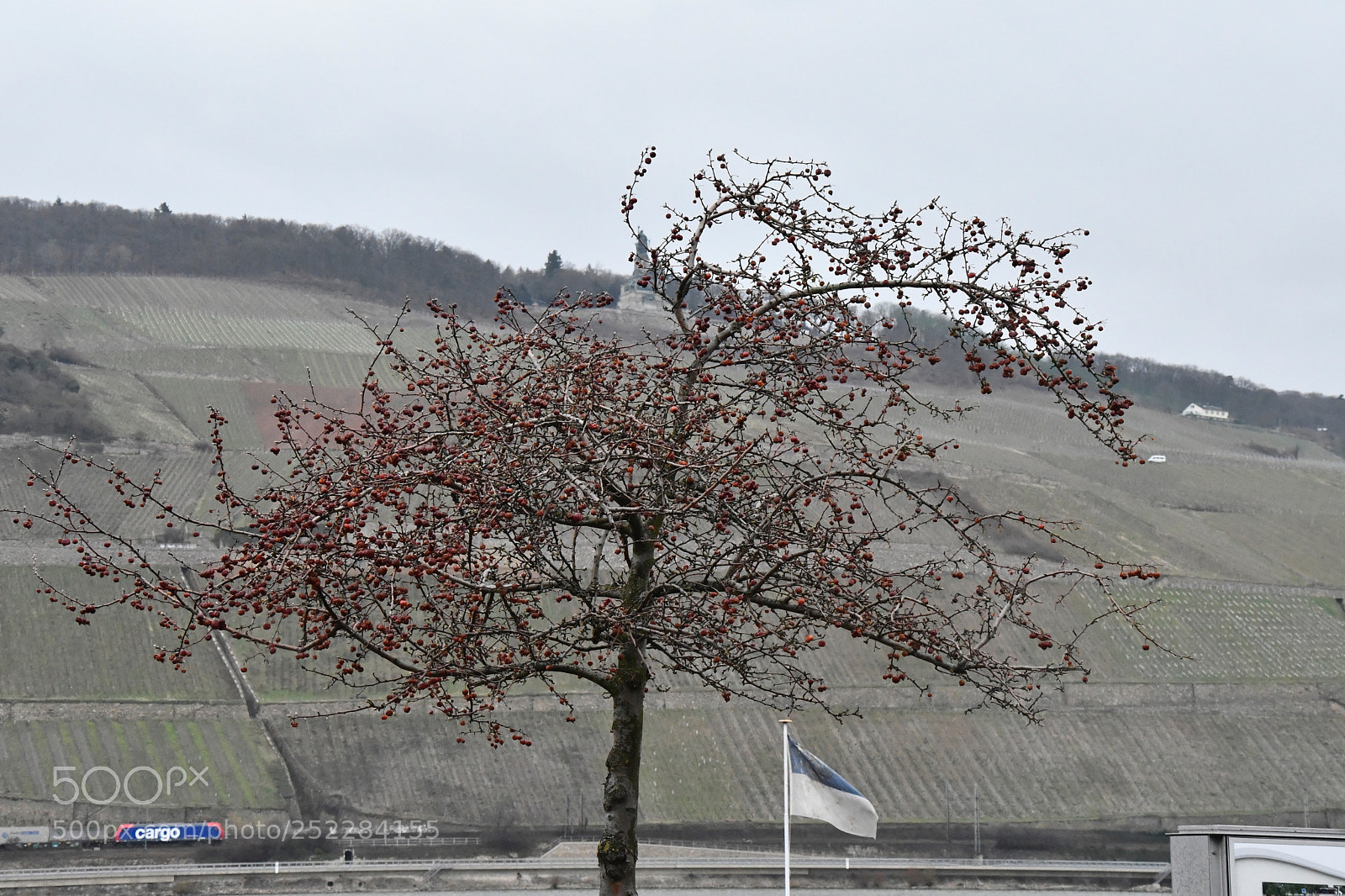Nikon D7500 sample photo. Almost bare tree photography
