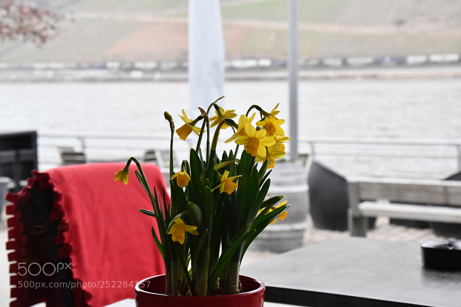 Nikon D7500 sample photo. Jonquil indoors photography