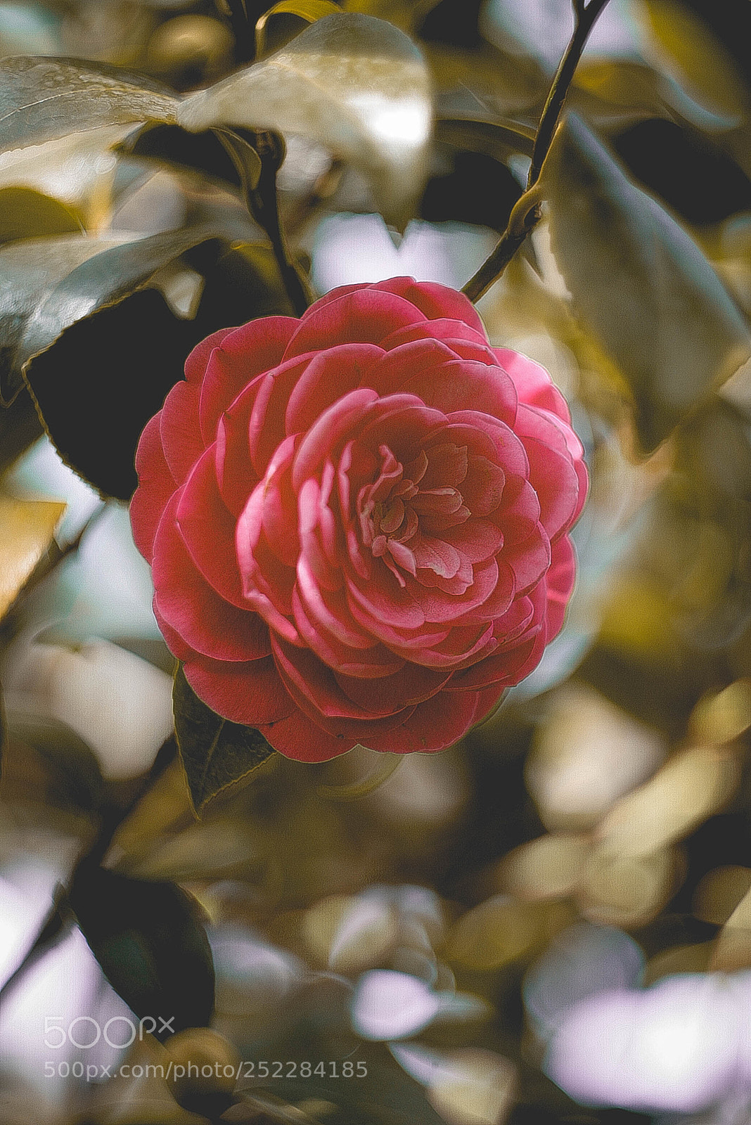 Canon EOS-1D Mark II N sample photo. Img photography