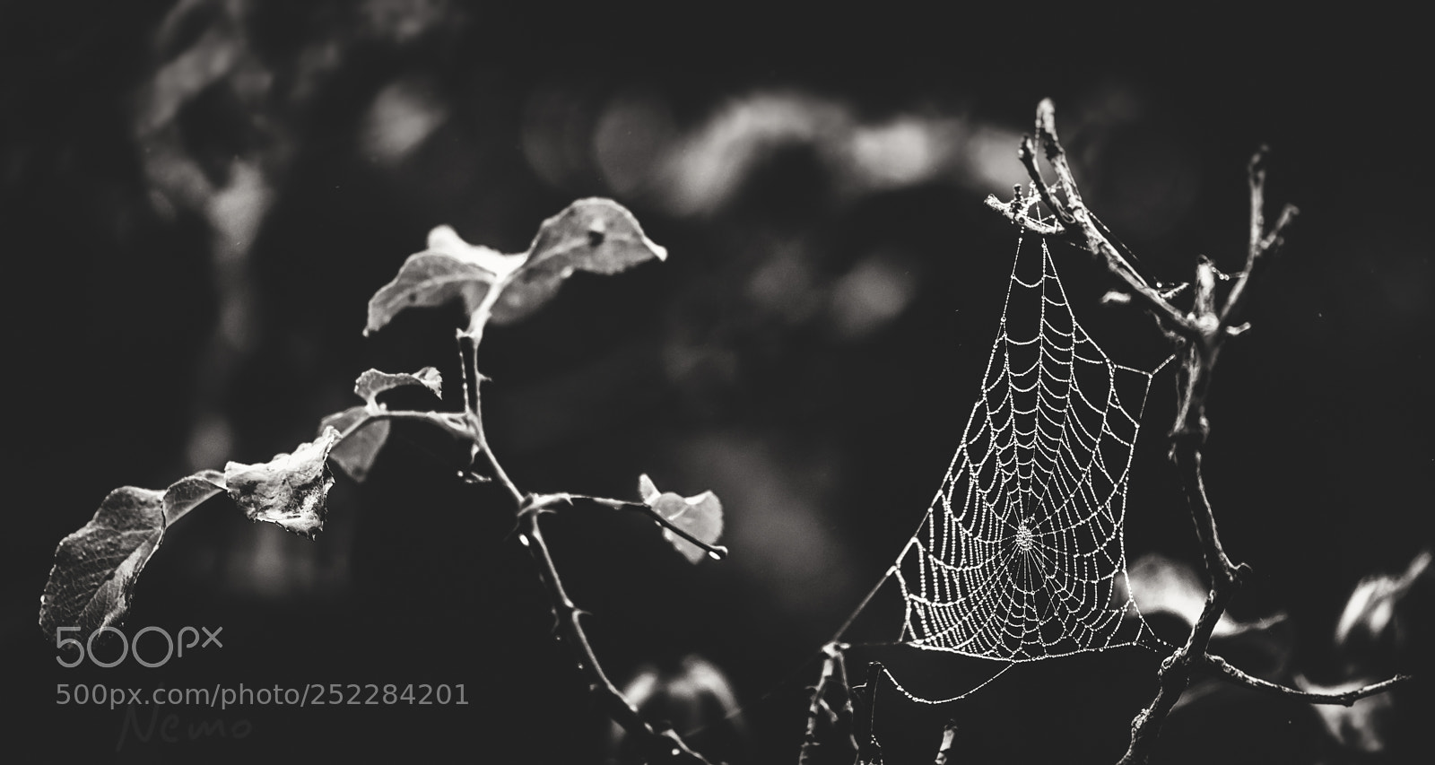 Nikon D5500 sample photo. Autumn morning photography