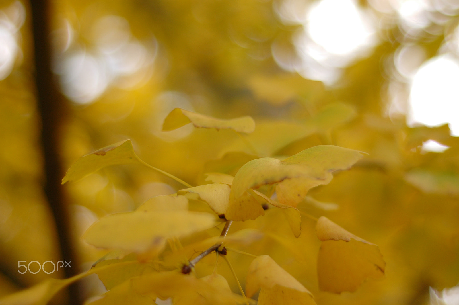 Nikon D70 + Nikon AF Nikkor 50mm F1.8D sample photo. Subfusion of yellow ii photography