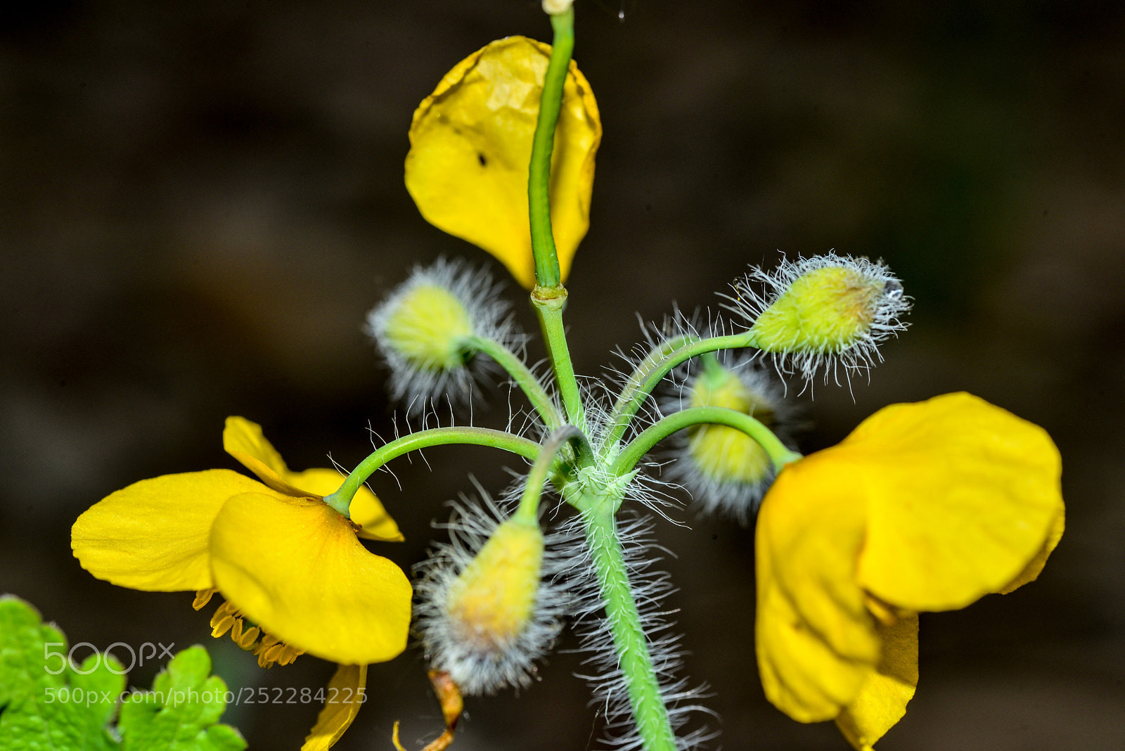 Nikon D600 sample photo. Цветочек photography