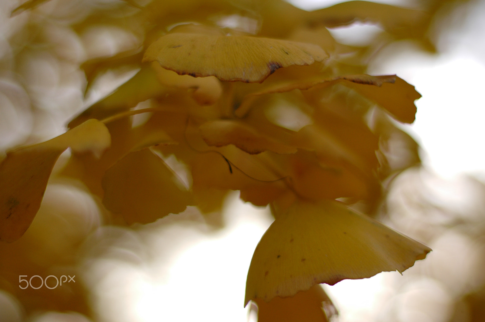 Nikon D70 sample photo. Subfusion of yellow photography