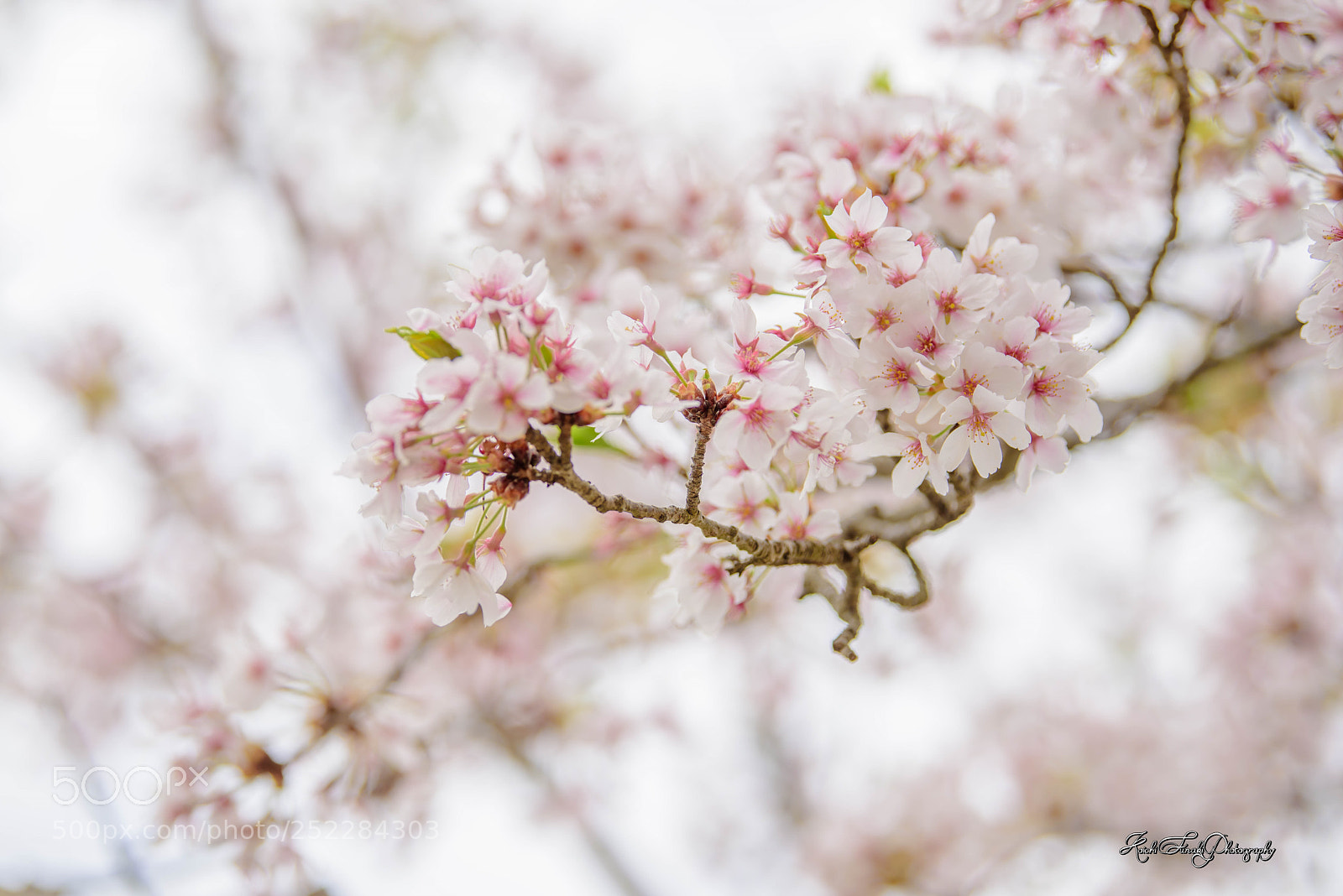 Nikon D810 sample photo. It's beautiful photography