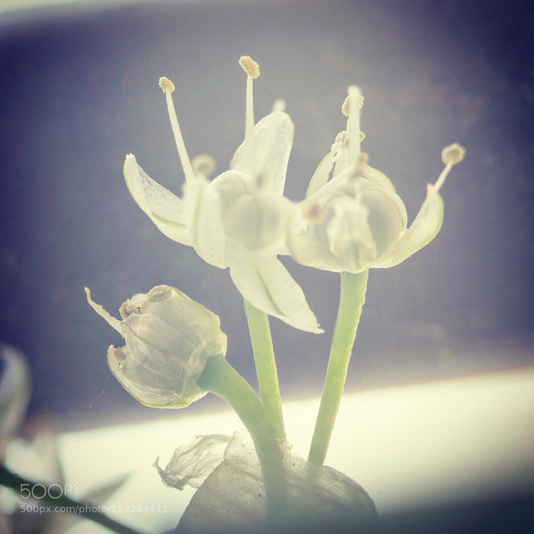 Nikon D5300 sample photo. Untitled photography