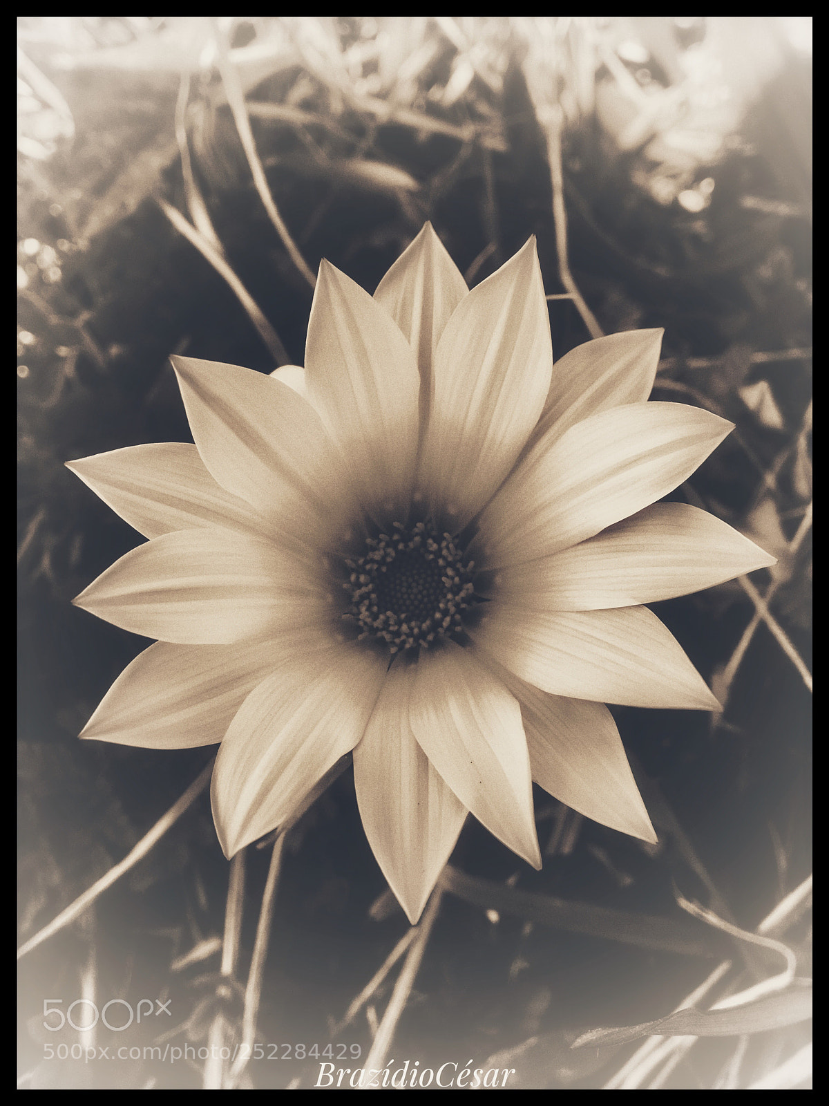 Apple iPhone 6s sample photo. Untitled photography