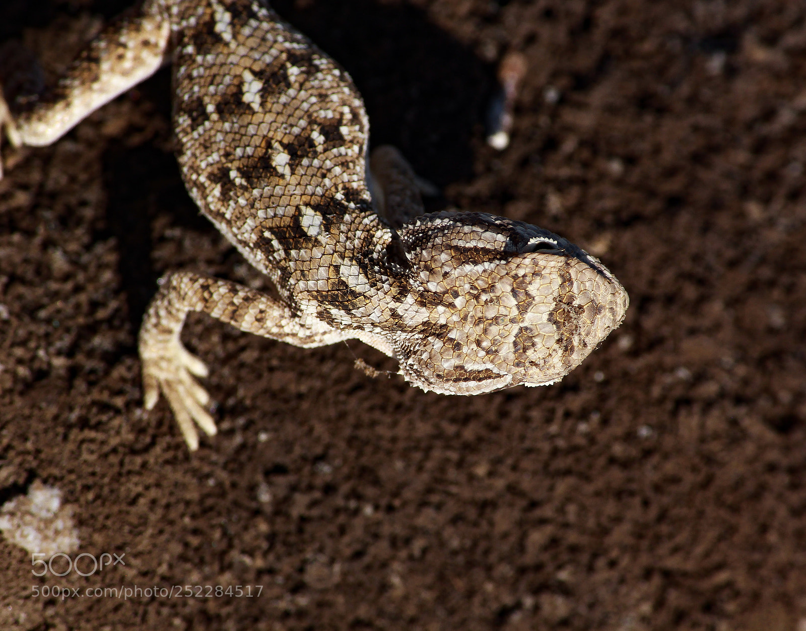 Canon EOS 60D sample photo. Scales photography
