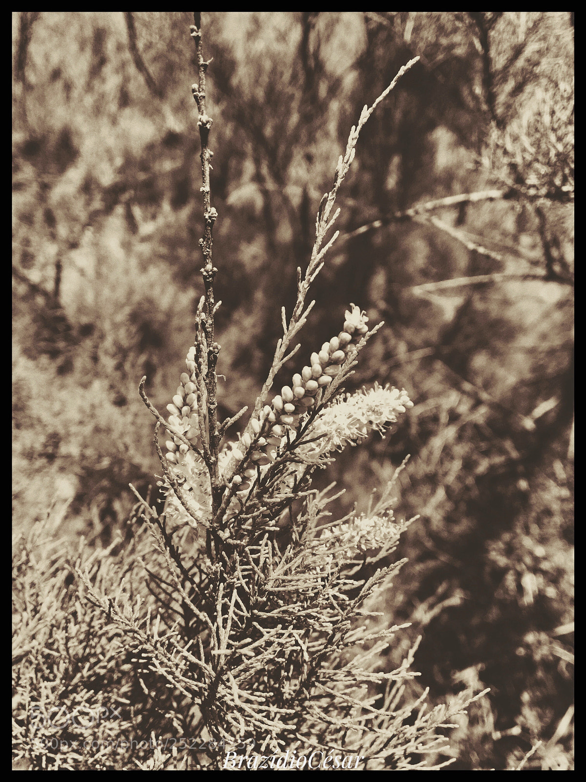 Apple iPhone 6s sample photo. Untitled photography
