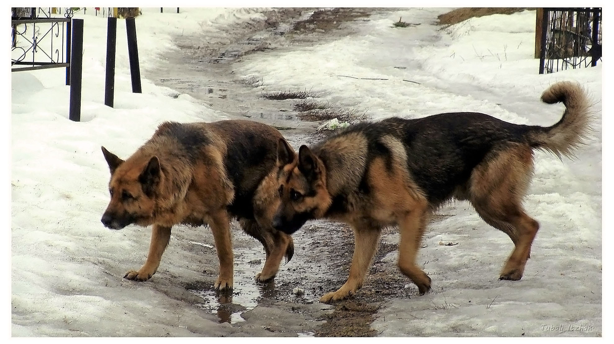 Sony Cyber-shot DSC-H10 sample photo. Finding their way...rechytsa...belarus. photography