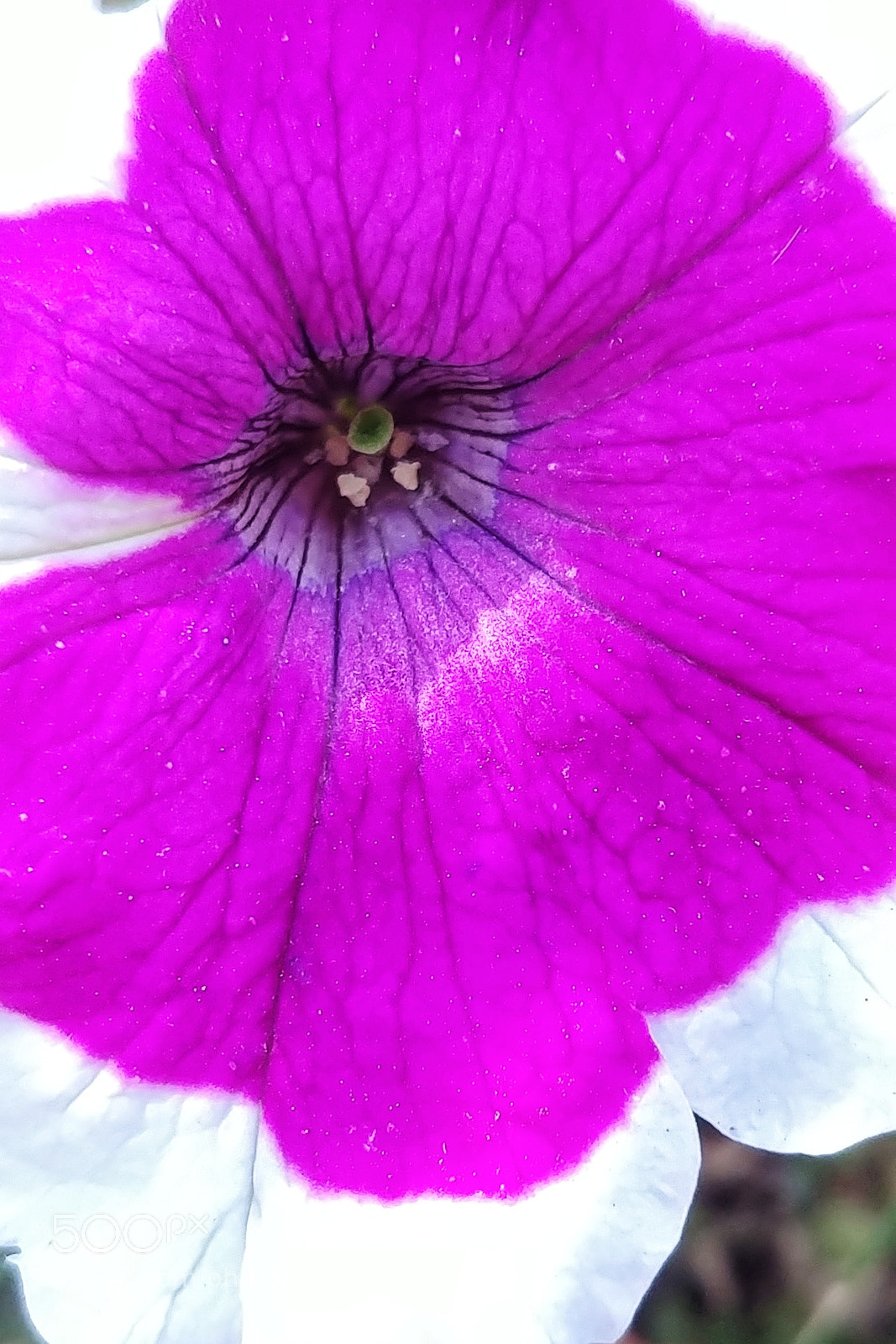LG G6 sample photo. Untitled photography