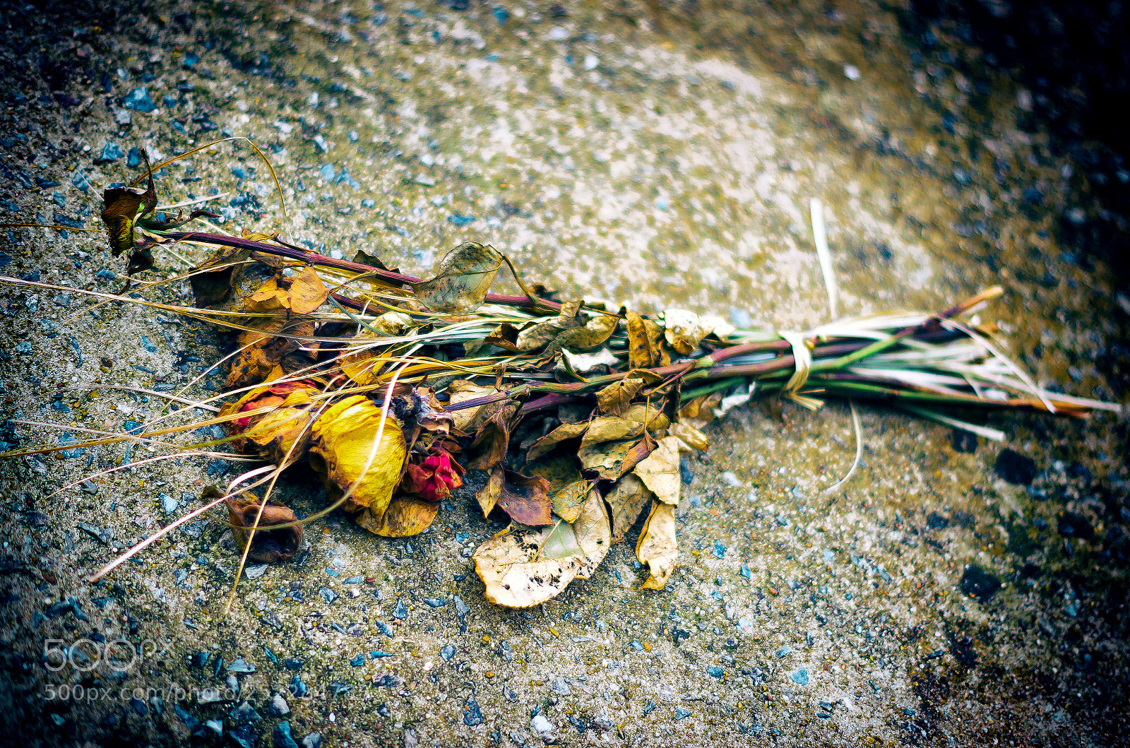 Pentax K-50 sample photo. All is gone photography