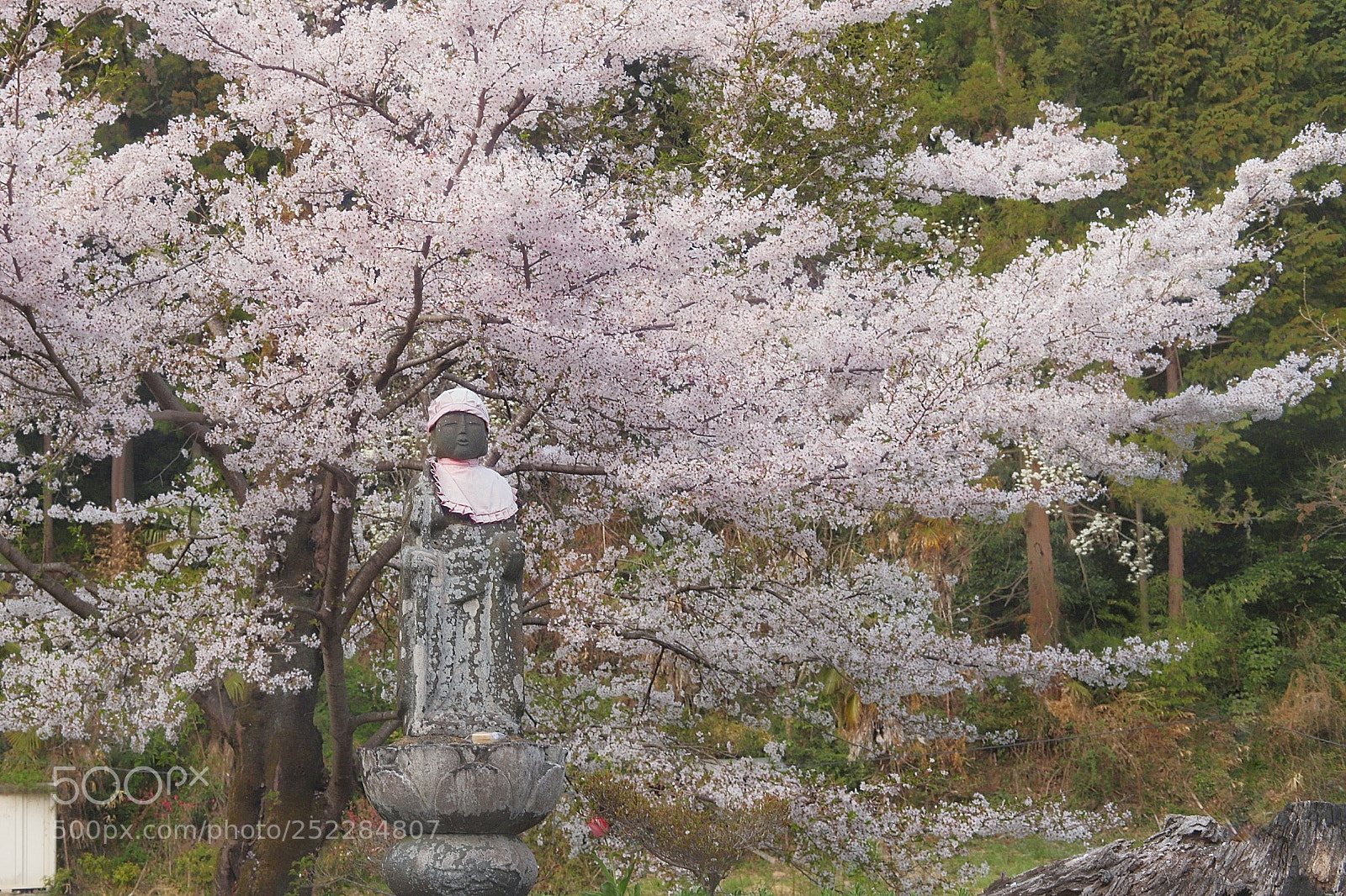Canon EOS 6D Mark II sample photo. 桜と共に… photography