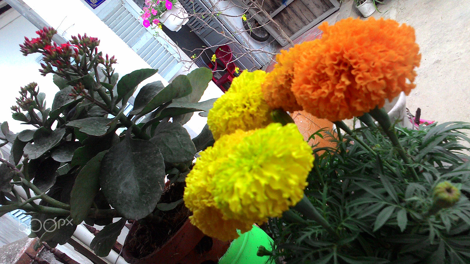 ASUS ZenFone 4 (A400CG) sample photo. Tagetes erecta l photography