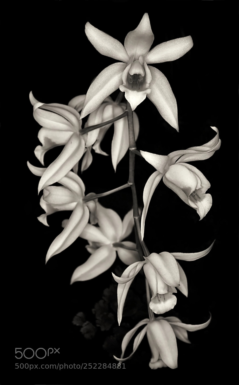Nikon D7100 sample photo. Orchid photography