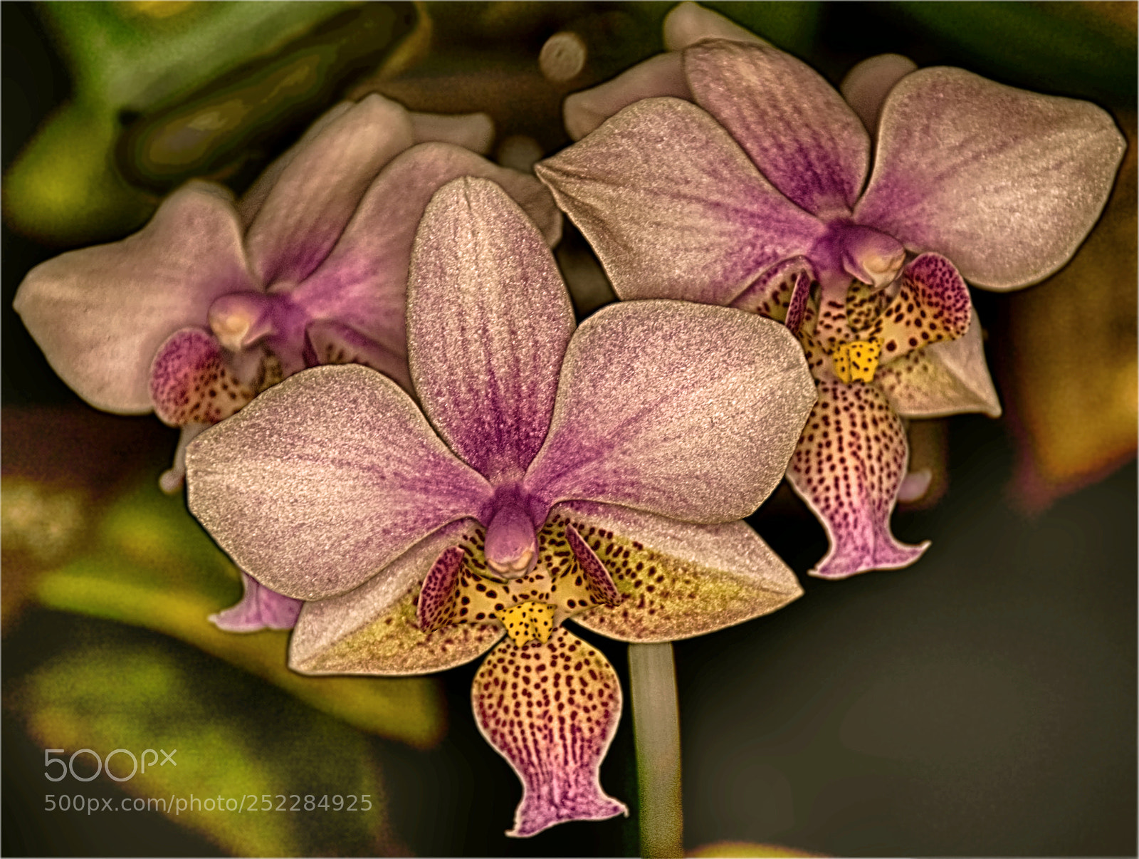 Nikon D7100 sample photo. Orchid photography
