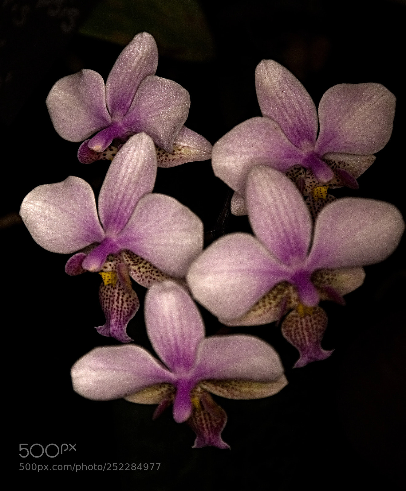 Nikon D7100 sample photo. Orchid photography