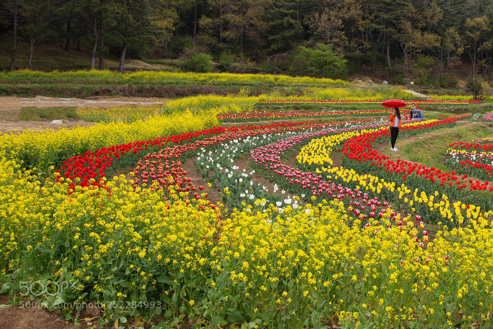 Nikon D810 sample photo. In the flower garden photography