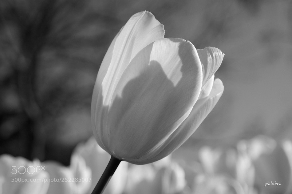 Samsung NX30 sample photo. ... photography
