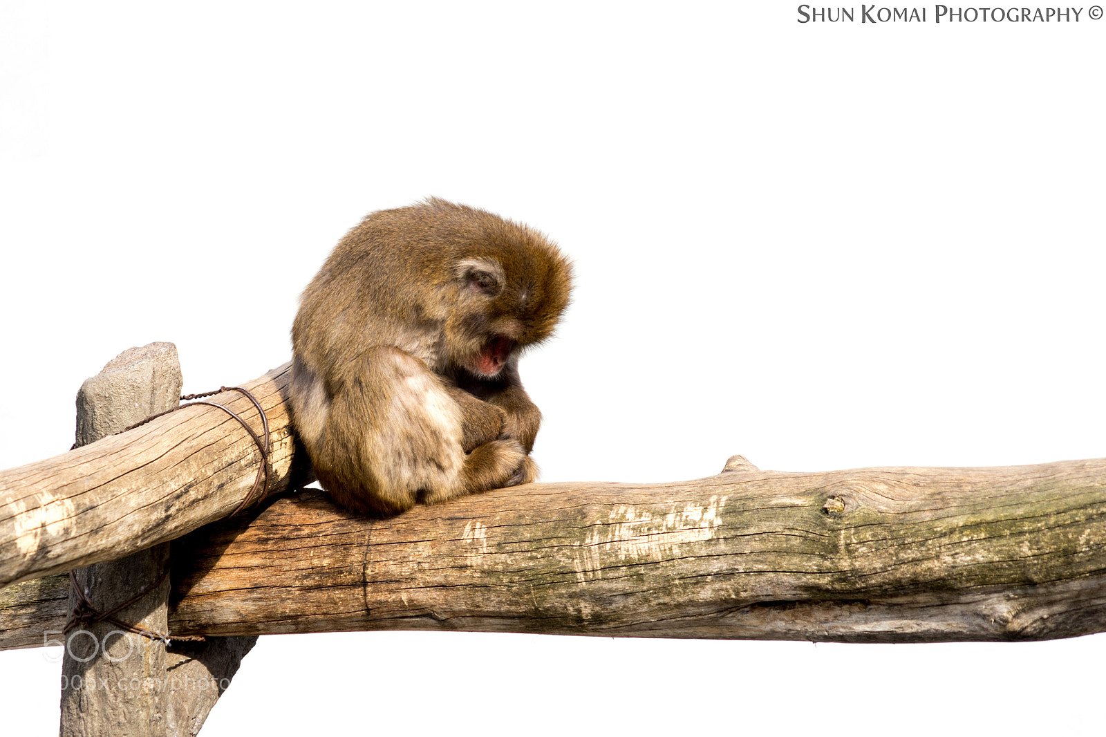 Sony a7 sample photo. Sleepy monkey photography