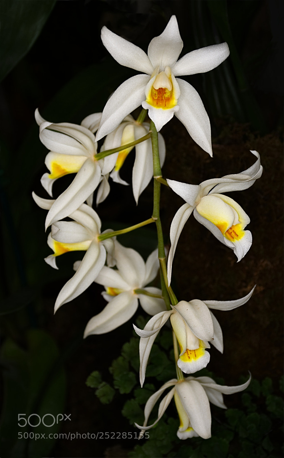 Nikon D7100 sample photo. Orchids photography