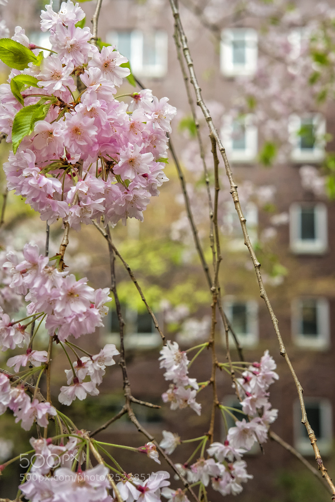 Fujifilm X-T2 sample photo. Konan university sakura photography