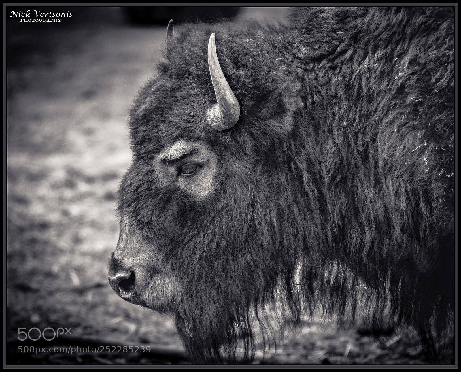 Nikon D7200 sample photo. Don't mess with me!!! photography
