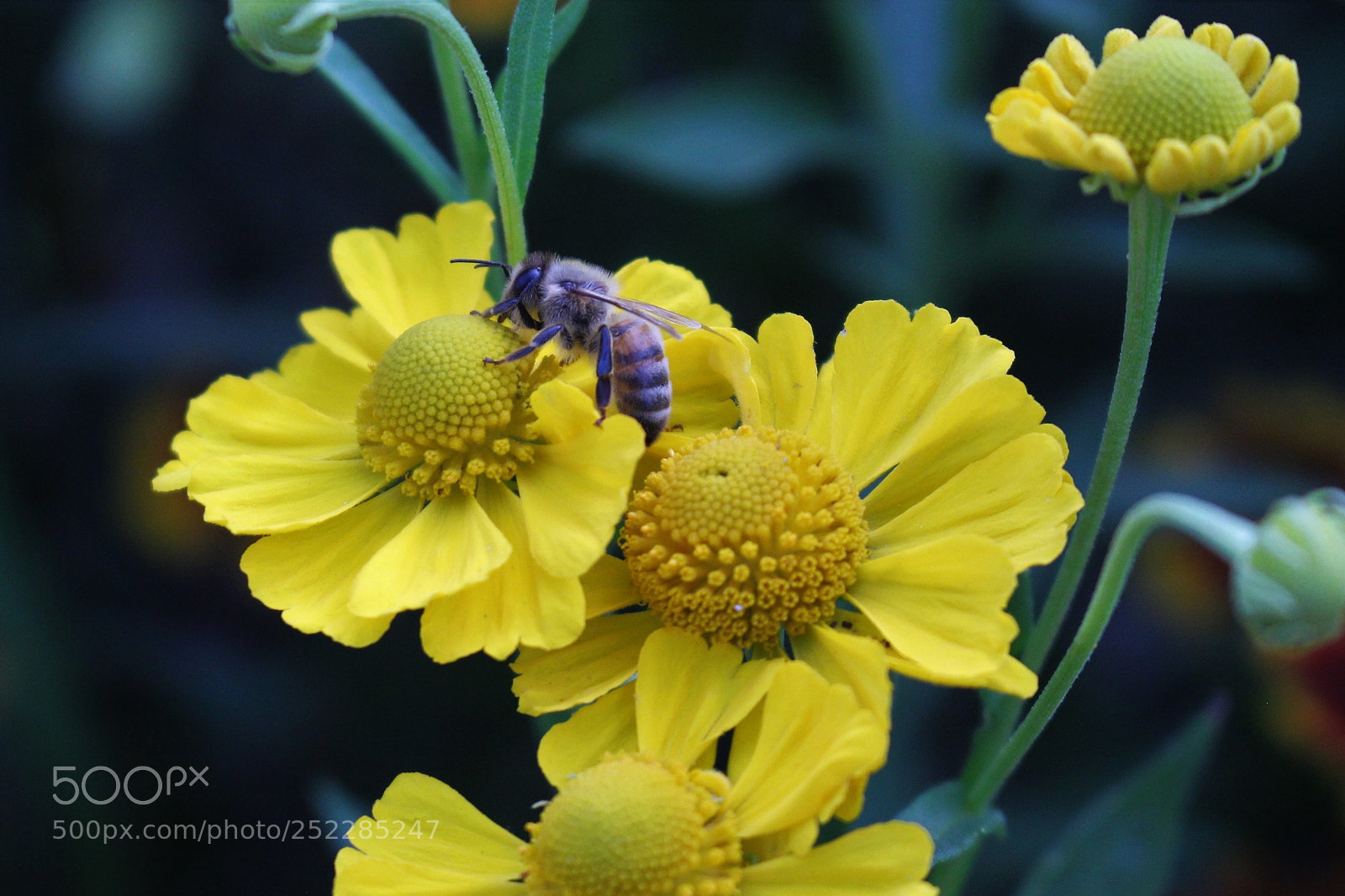 Canon EOS 700D (EOS Rebel T5i / EOS Kiss X7i) sample photo. Coreopsis & bee photography
