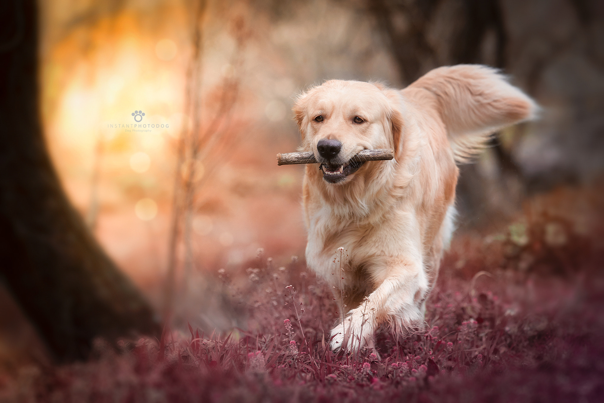 Canon EF 70-200mm F2.8L USM sample photo. Danna photography