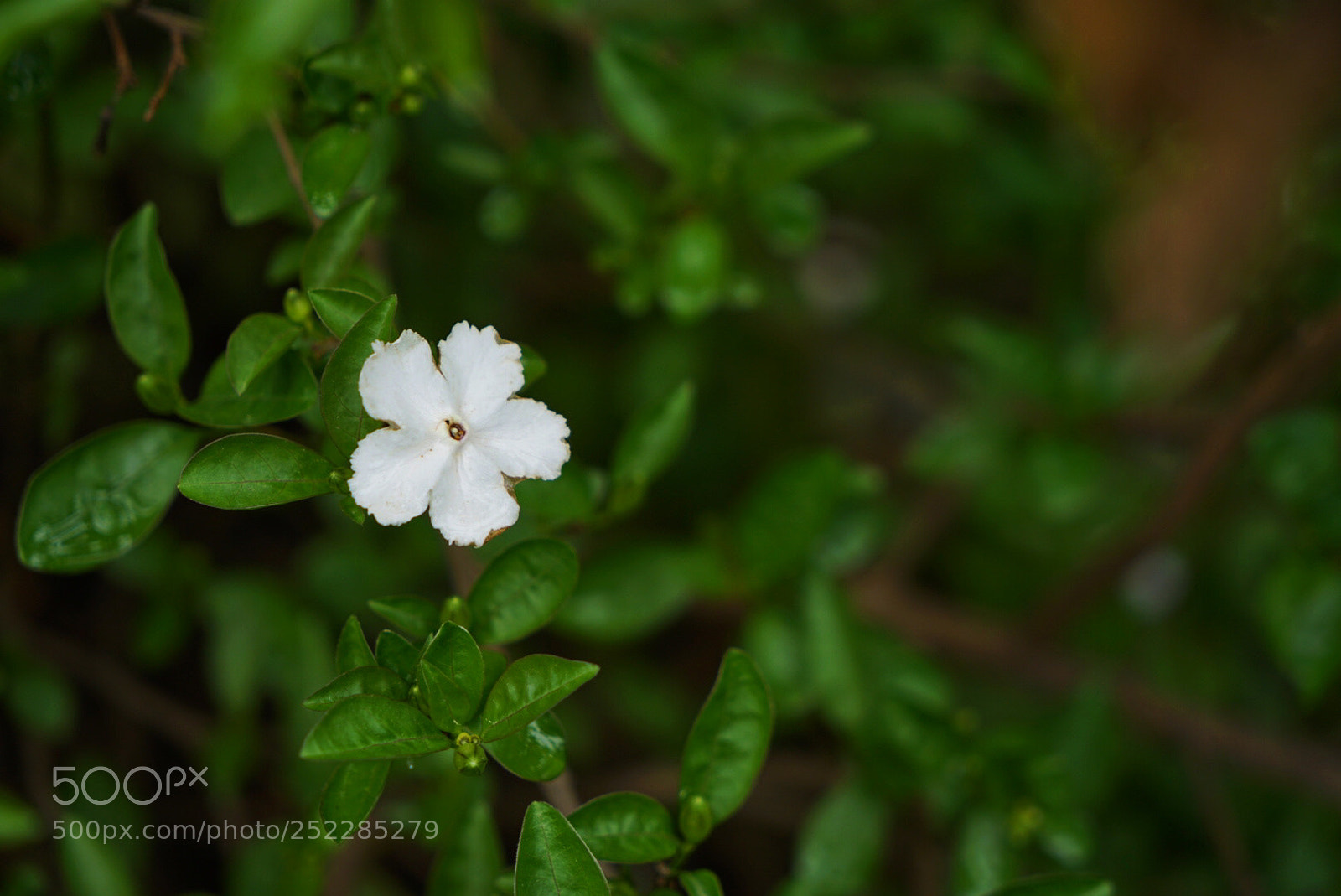 Sony a7 II sample photo. Untitled photography