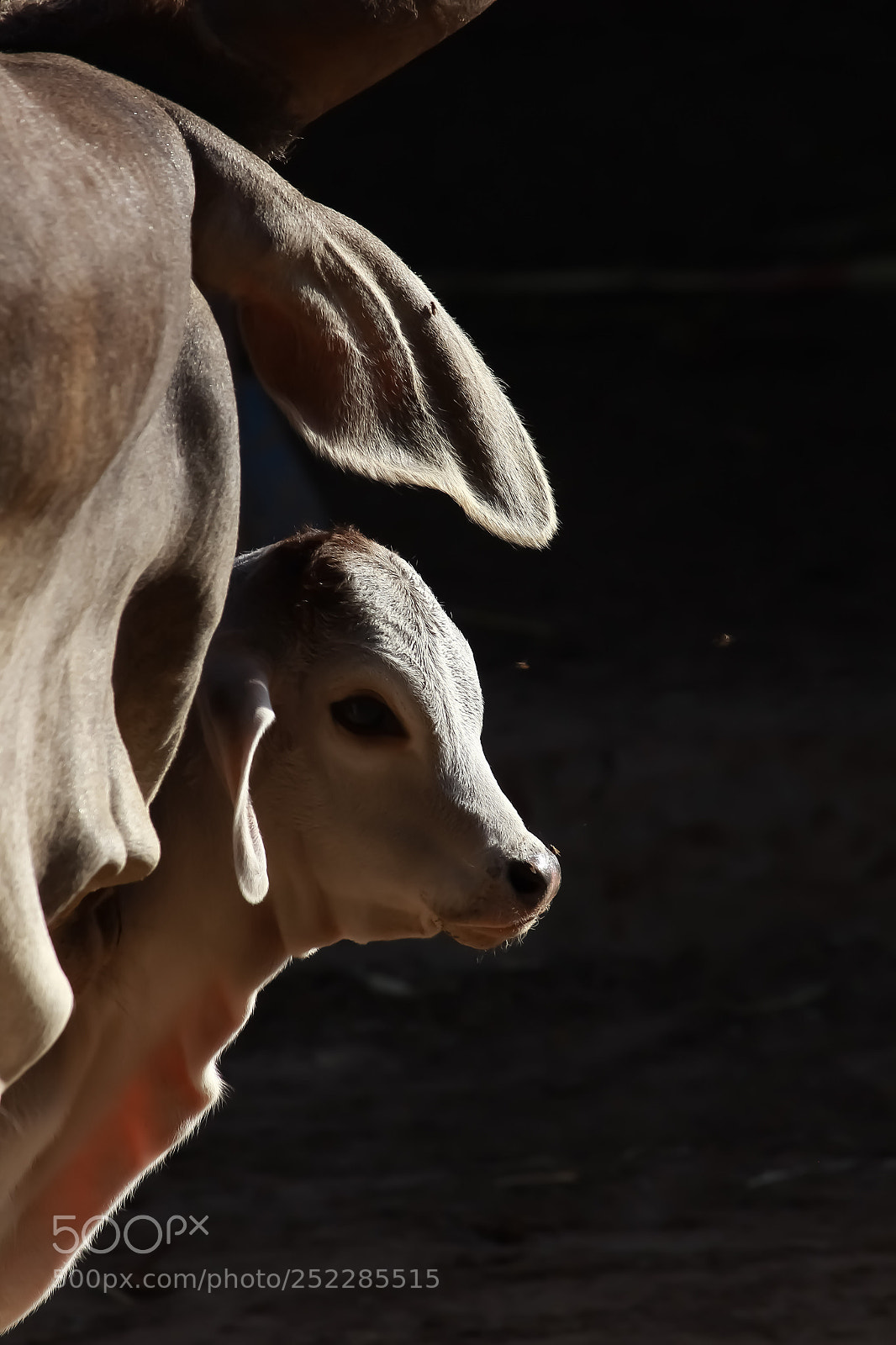 Canon EOS 60D sample photo. Calf photography