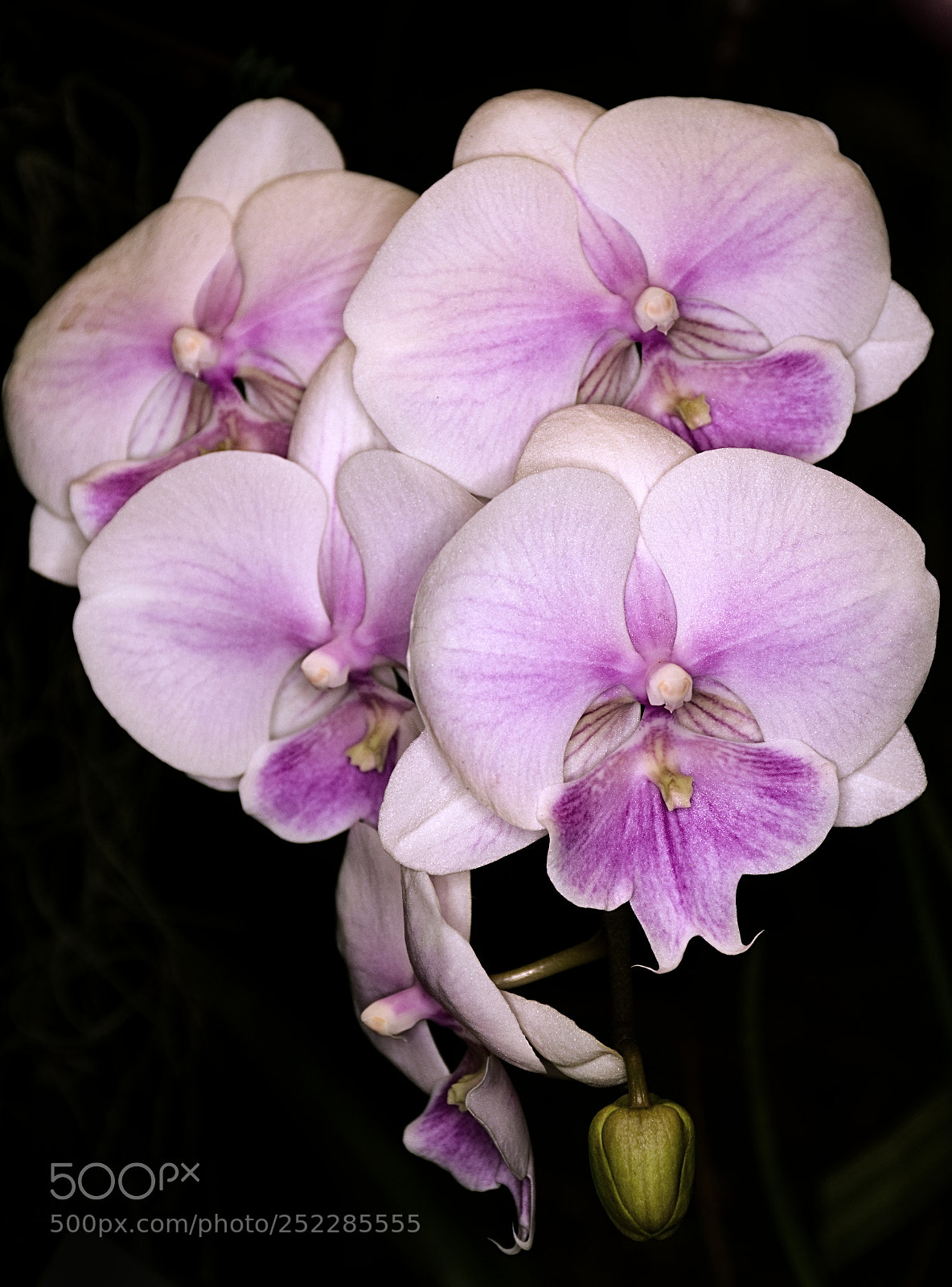 Nikon D7100 sample photo. Orchid photography