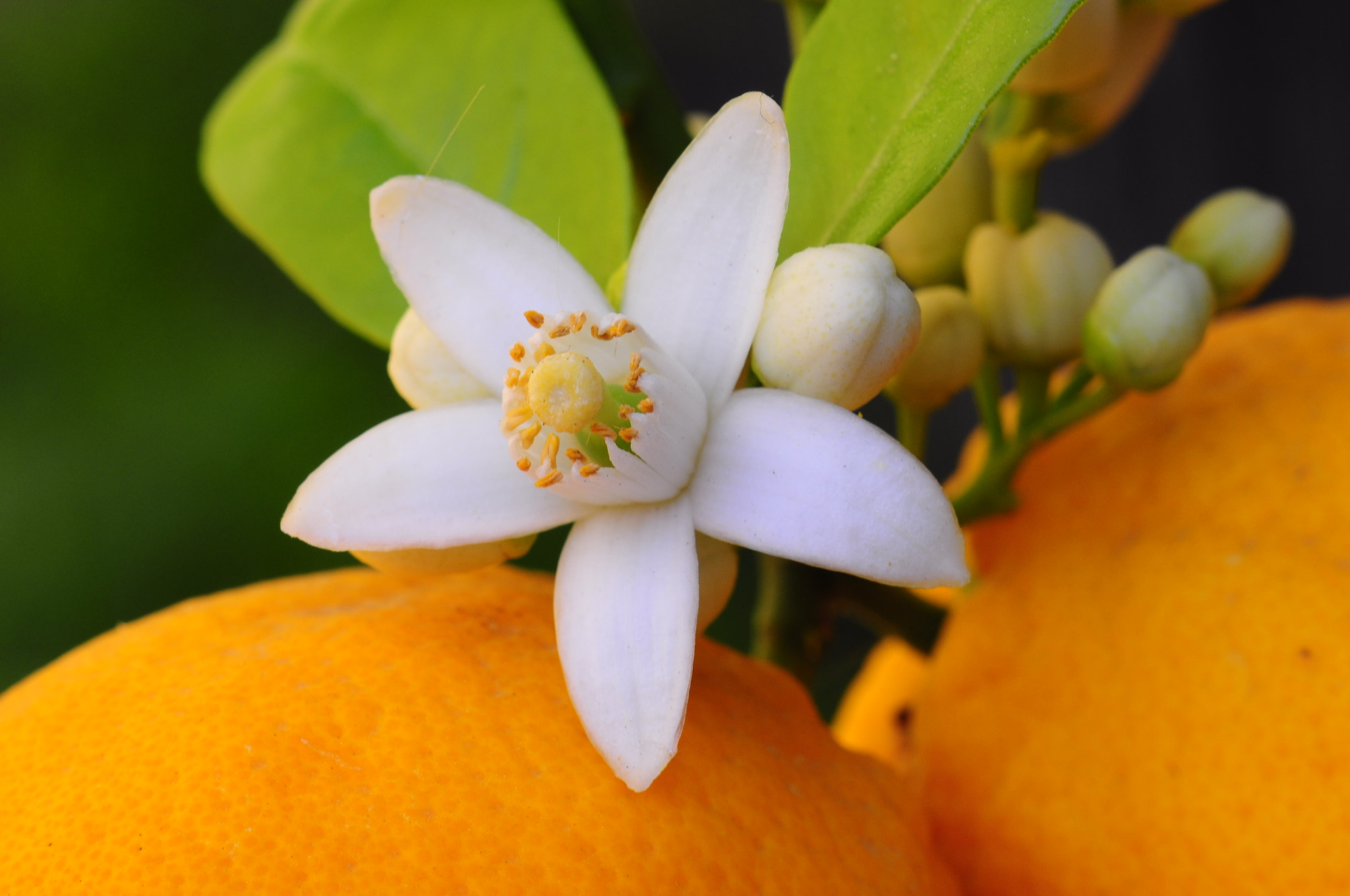 Cosina AF 100mm F3.5 Macro sample photo. Next harvest photography