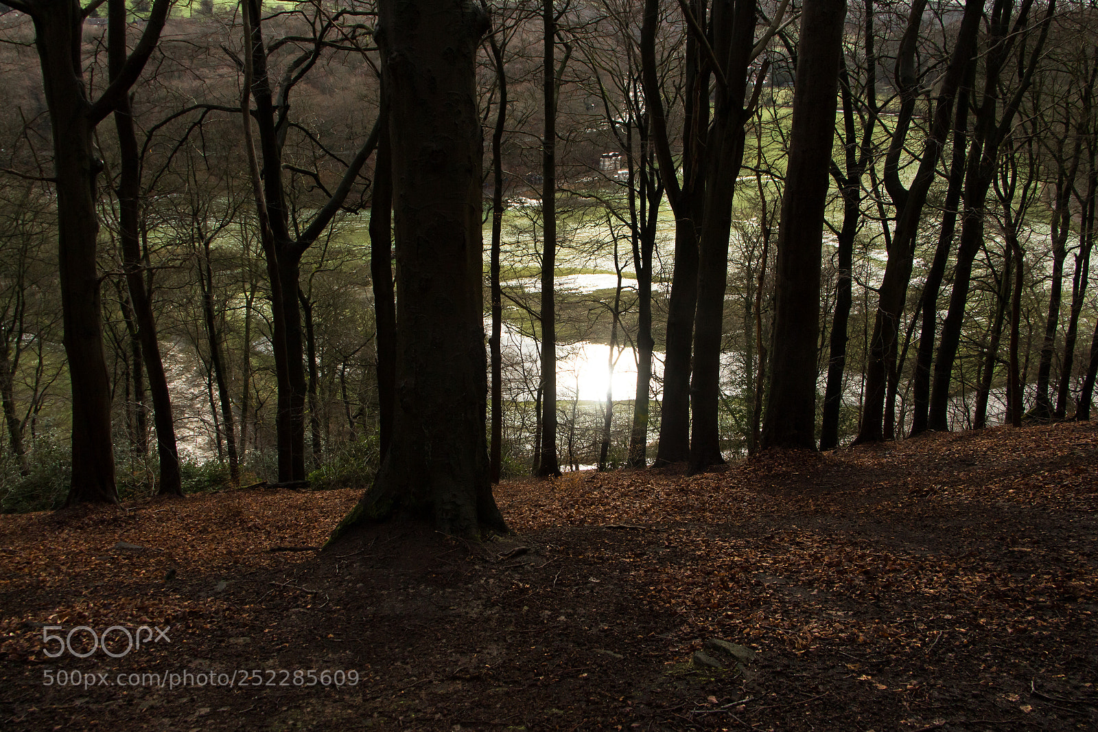Canon EOS 700D (EOS Rebel T5i / EOS Kiss X7i) sample photo. Sunlight through the trees photography